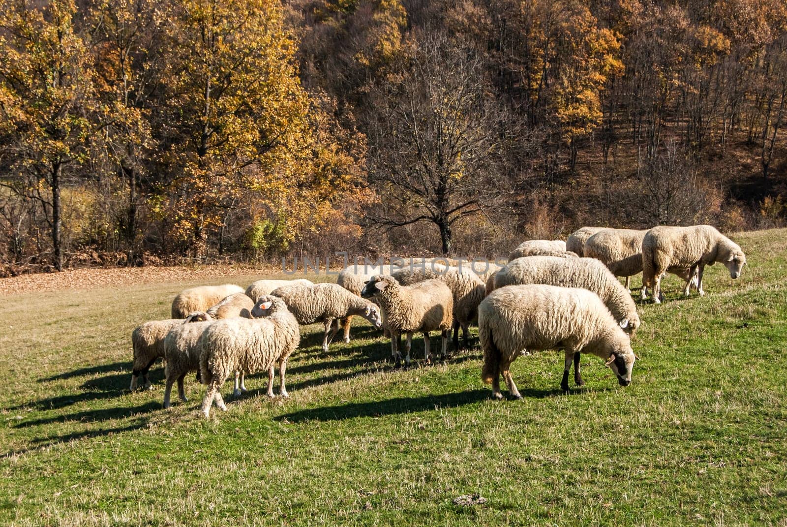 Herd of sheep on mountain pasture in sunny autumn day