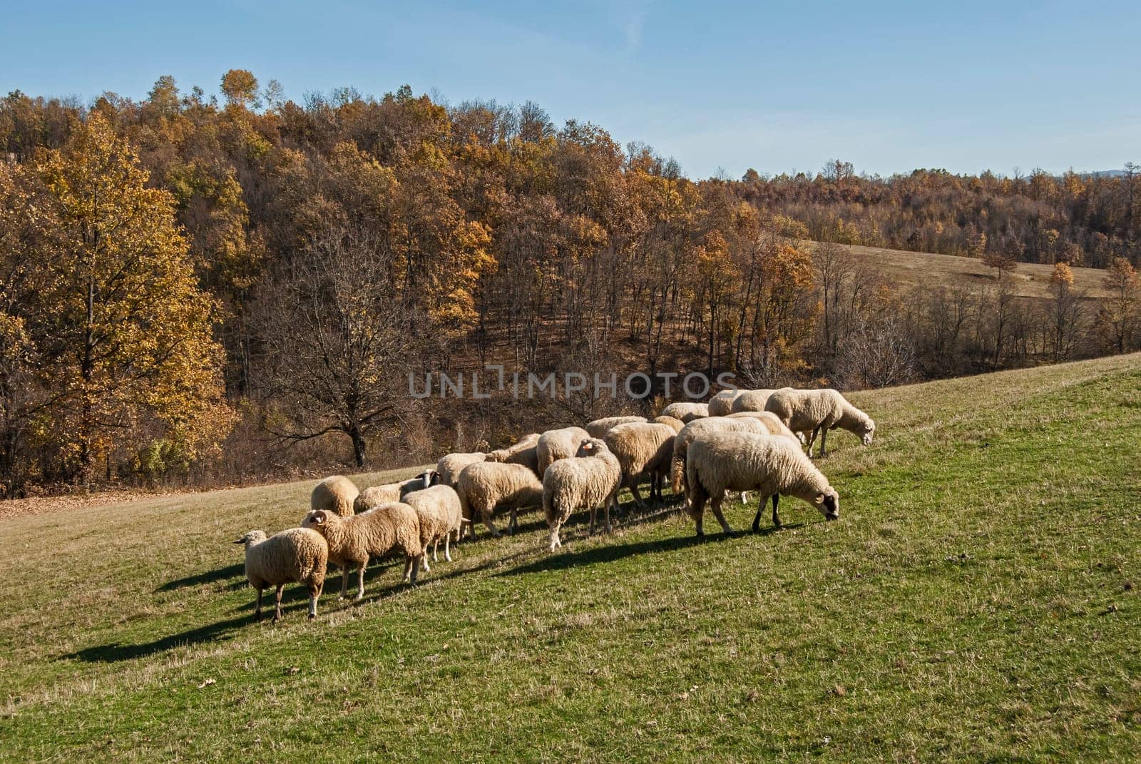 Herd of sheep on mountain pasture in sunny autumn day