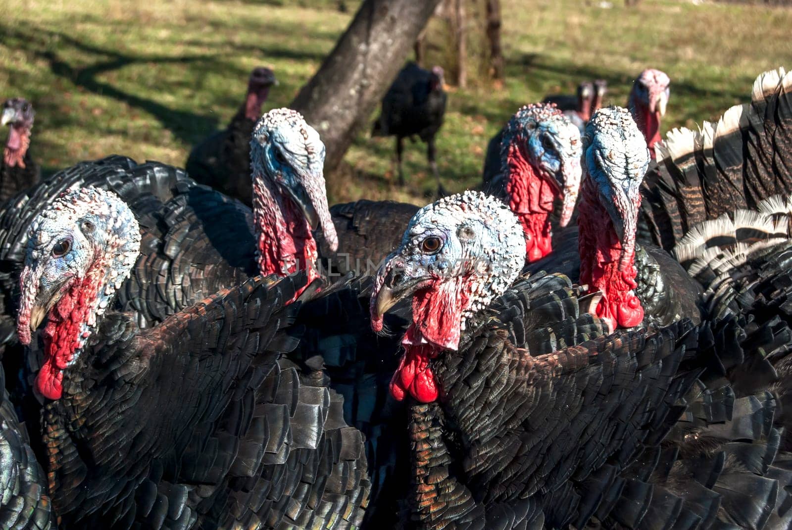 Free range domestic turkeys of meadow in mountain farmyard
