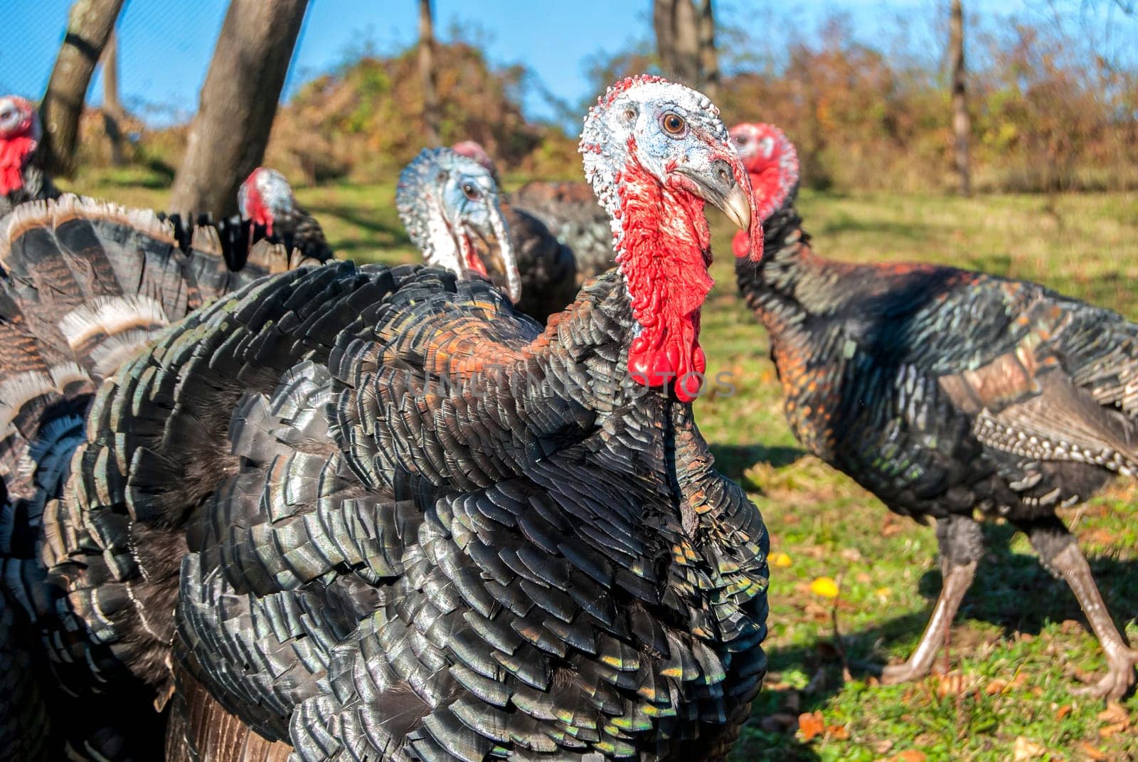Free range domestic turkeys of meadow in mountain farmyard