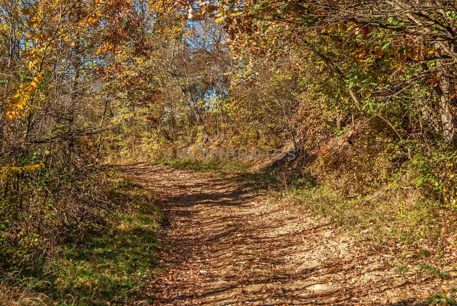 Rural road in the mountain in autumn