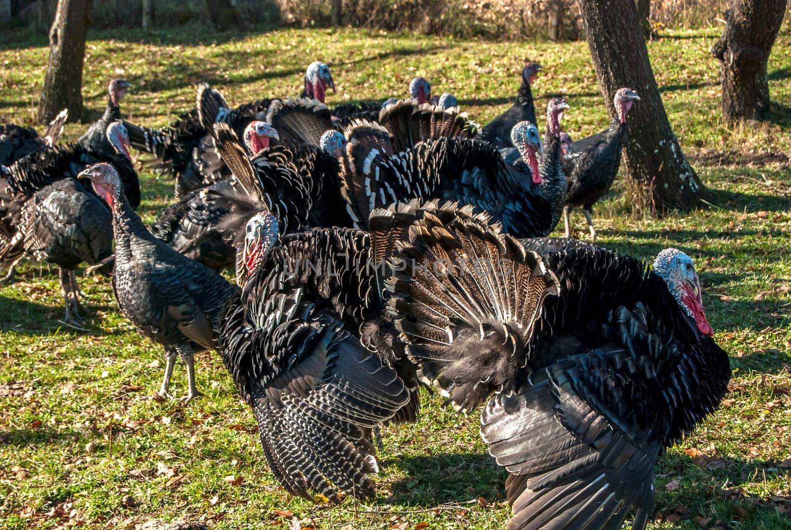 Free range domestic turkeys of meadow in mountain farmyard