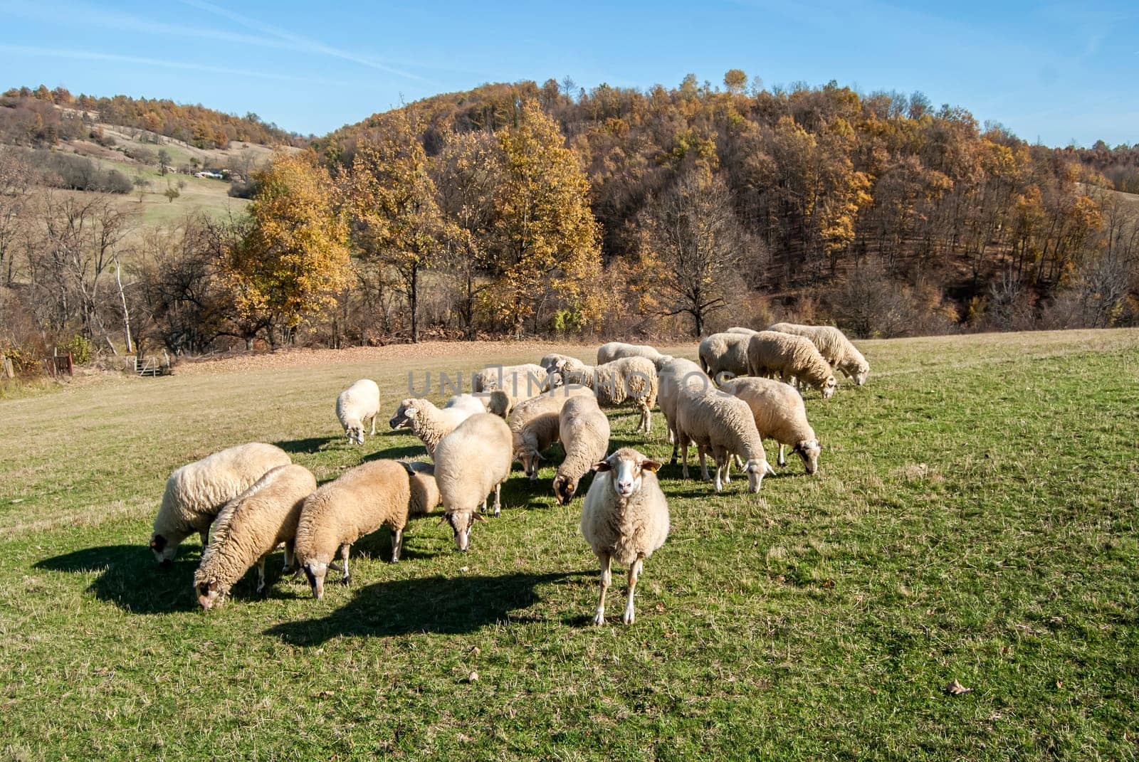 Herd of sheep on mountain pasture in sunny autumn day