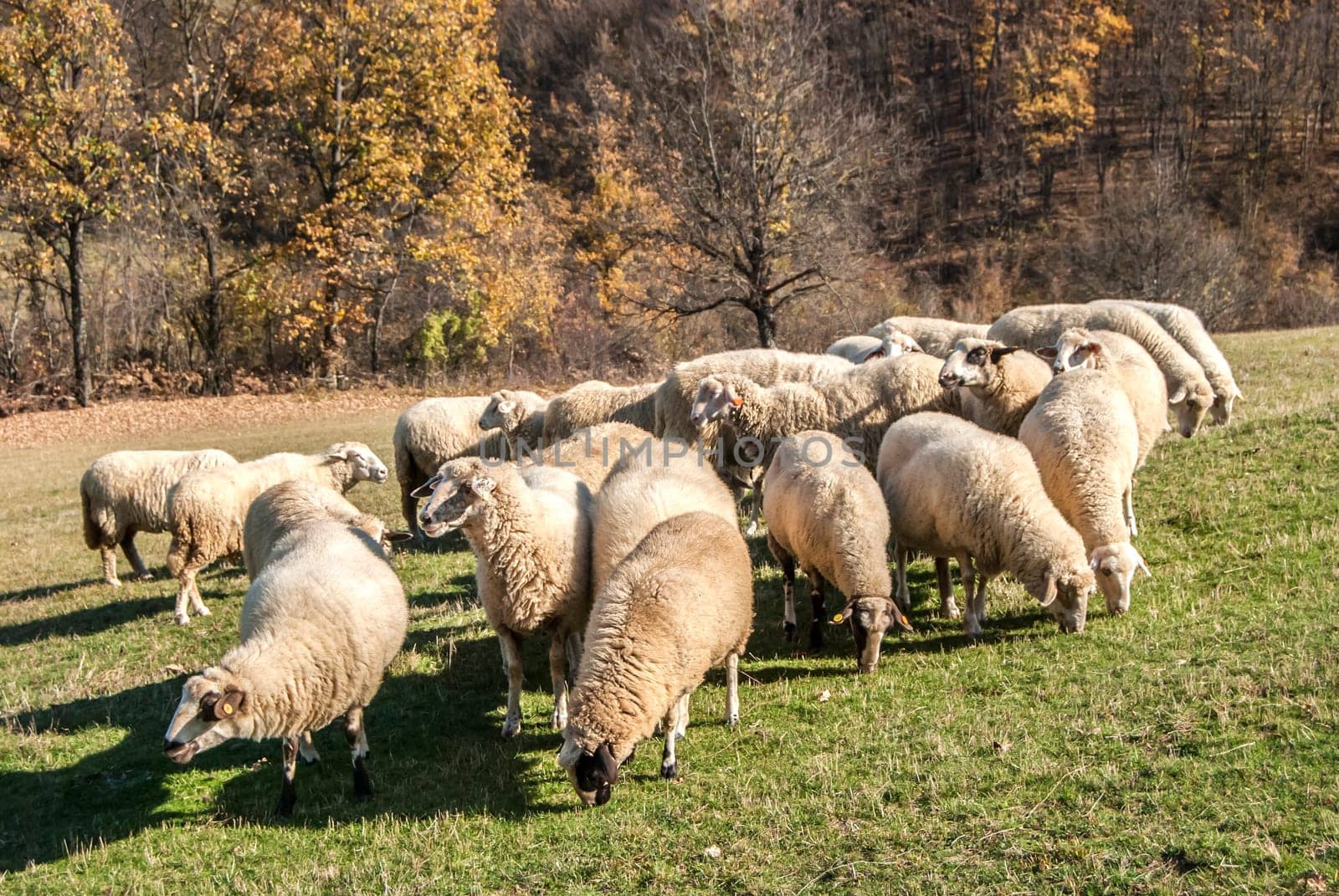 Herd of sheep on mountain pasture in sunny autumn day