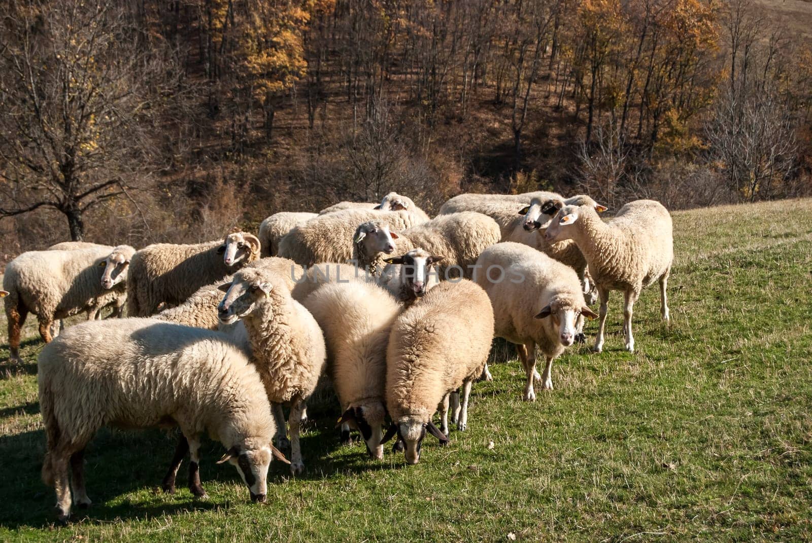 Herd of sheep on mountain pasture in sunny autumn day