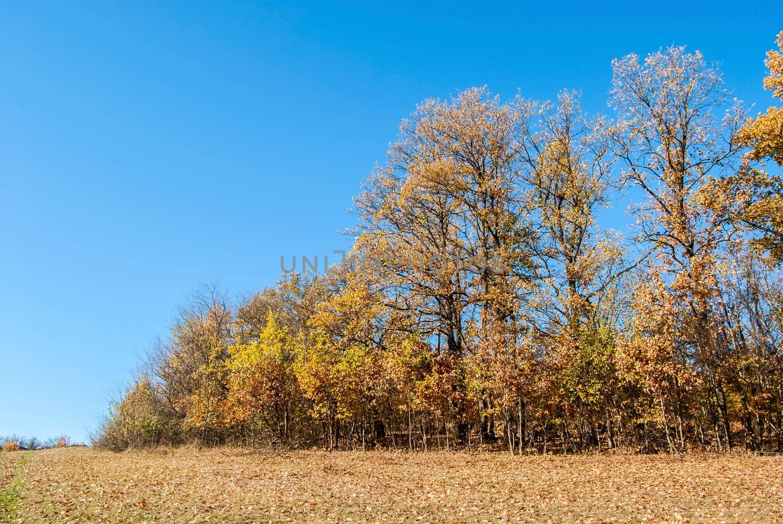 Field and trees in autumn on blue sky background