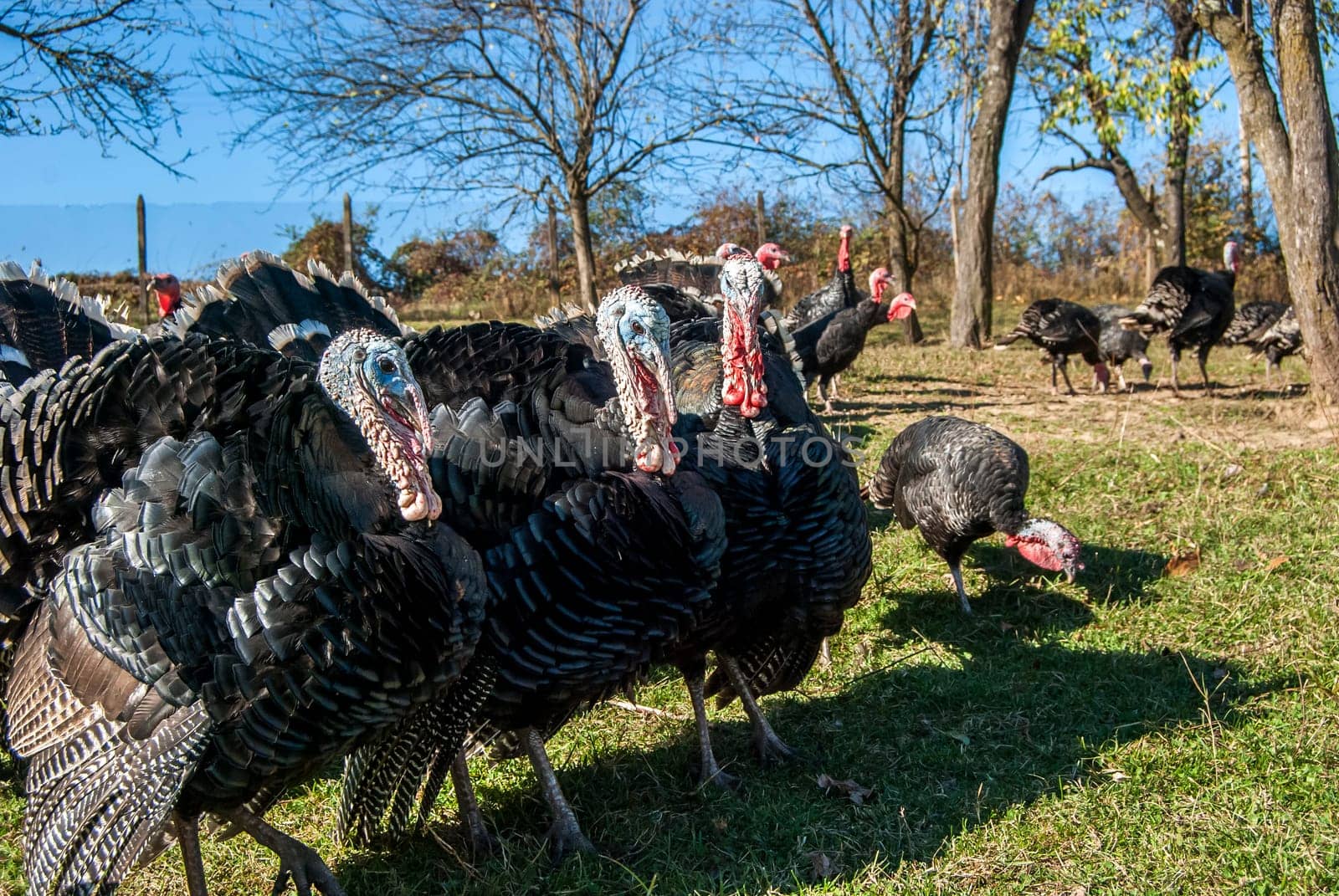 Free range domestic turkeys of meadow in mountain farmyard
