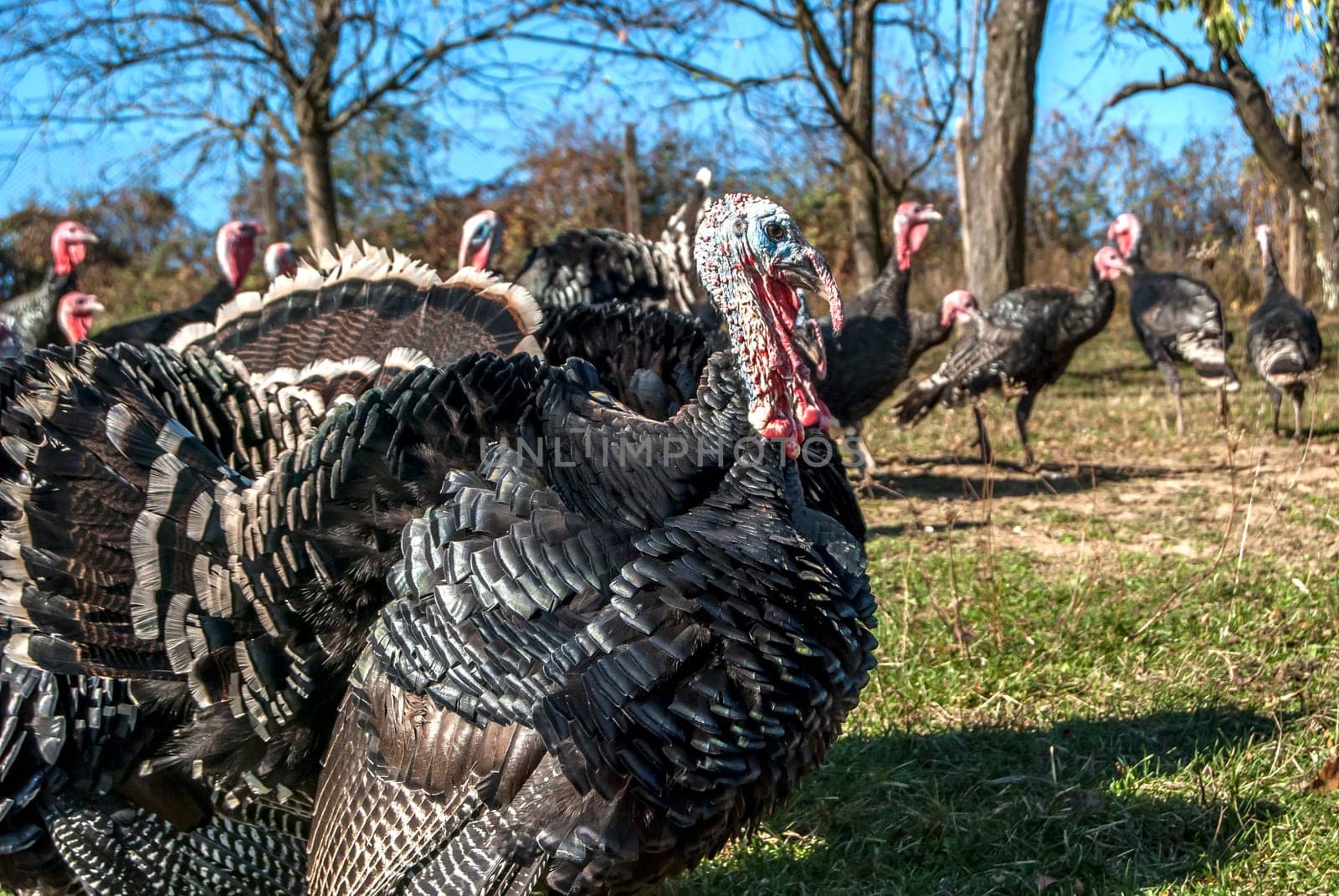 Free range domestic turkeys of meadow in mountain farmyard