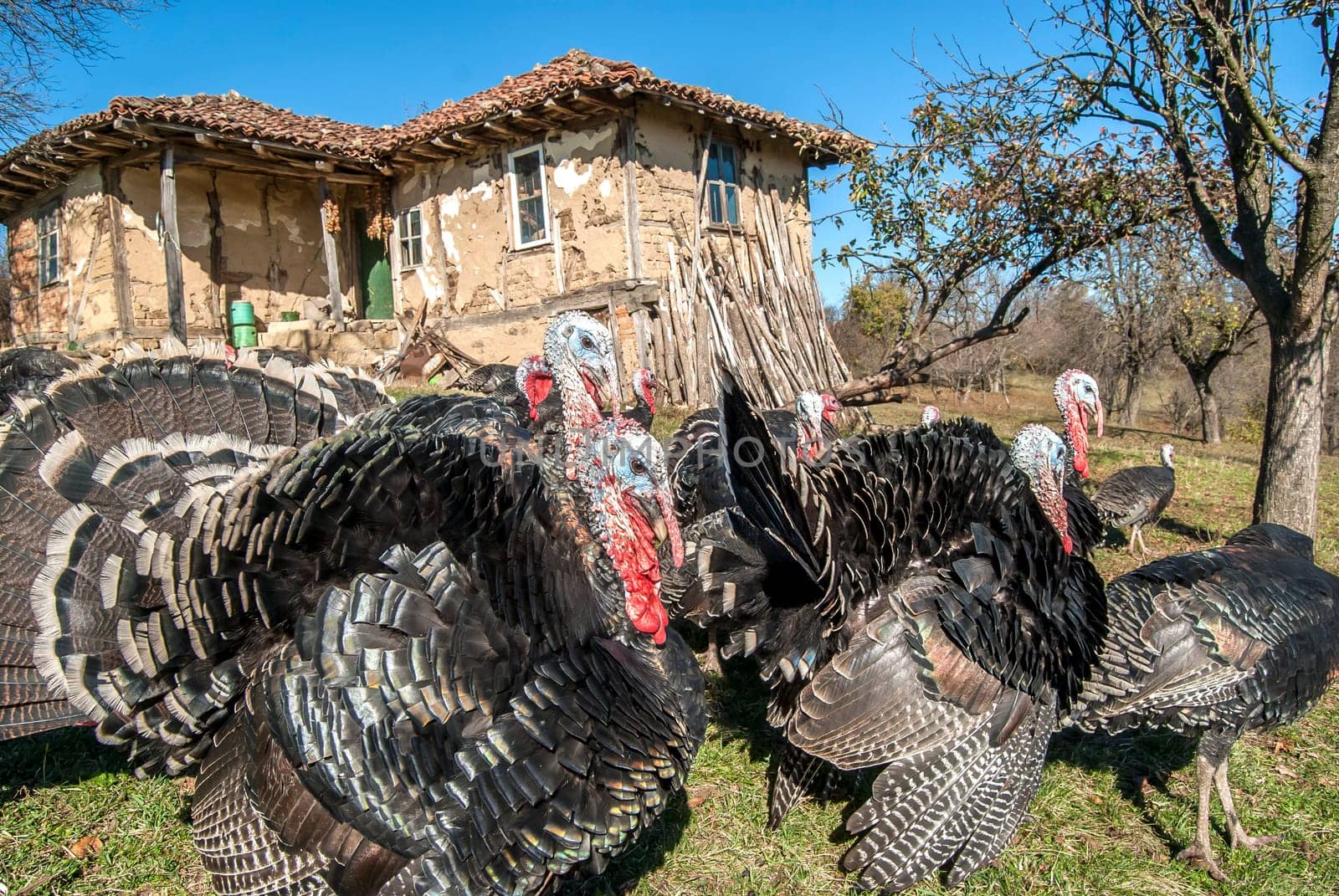 Free range domestic turkeys of meadow in mountain farmyard