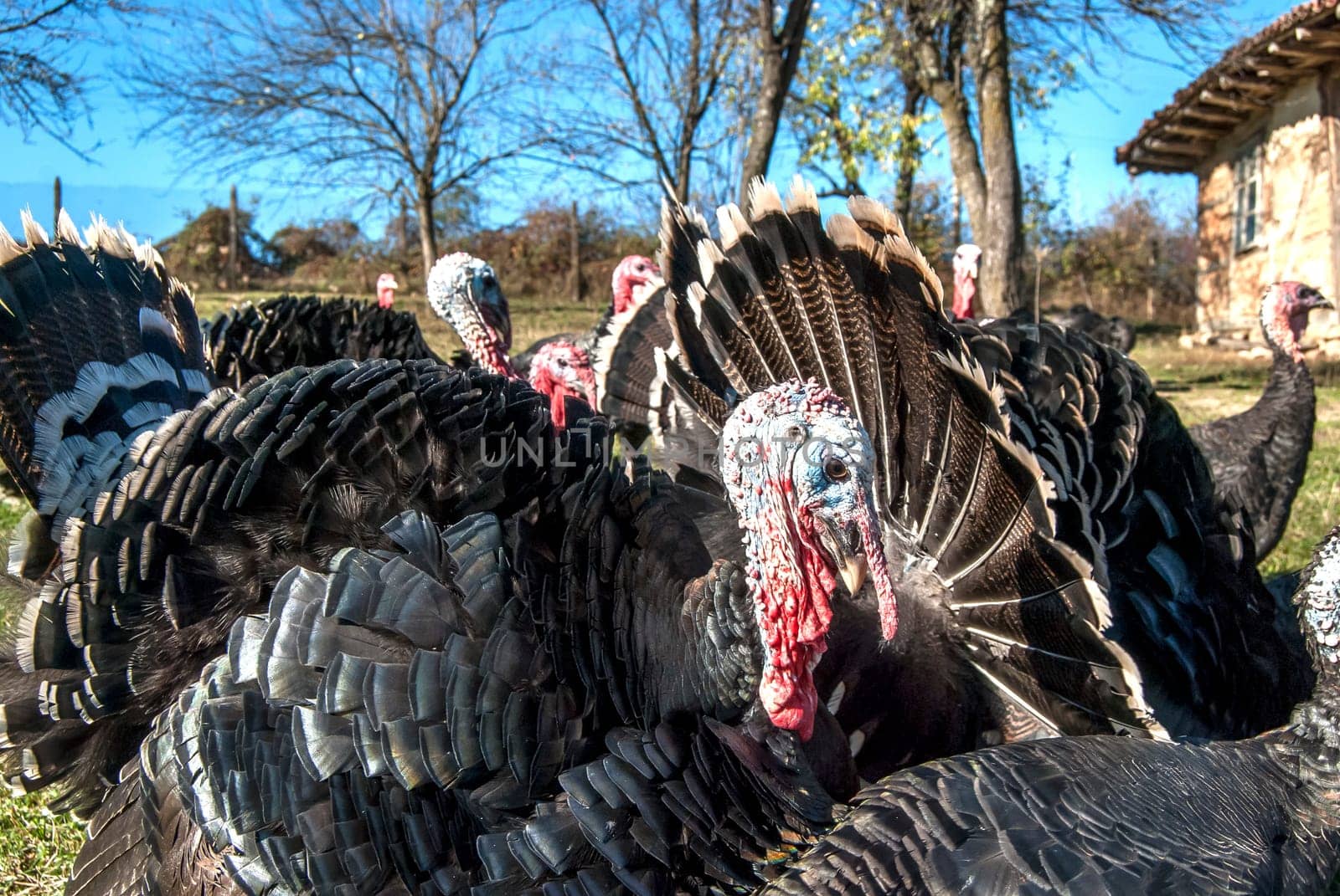 Free range domestic turkeys of meadow in mountain farmyard