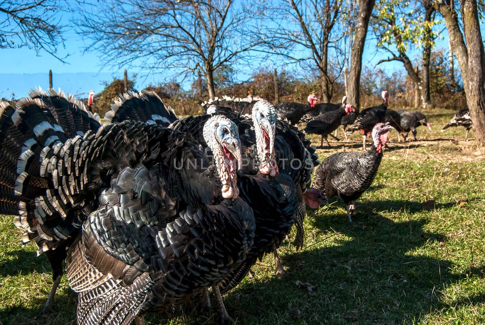 Free range domestic turkeys of meadow in mountain farmyard