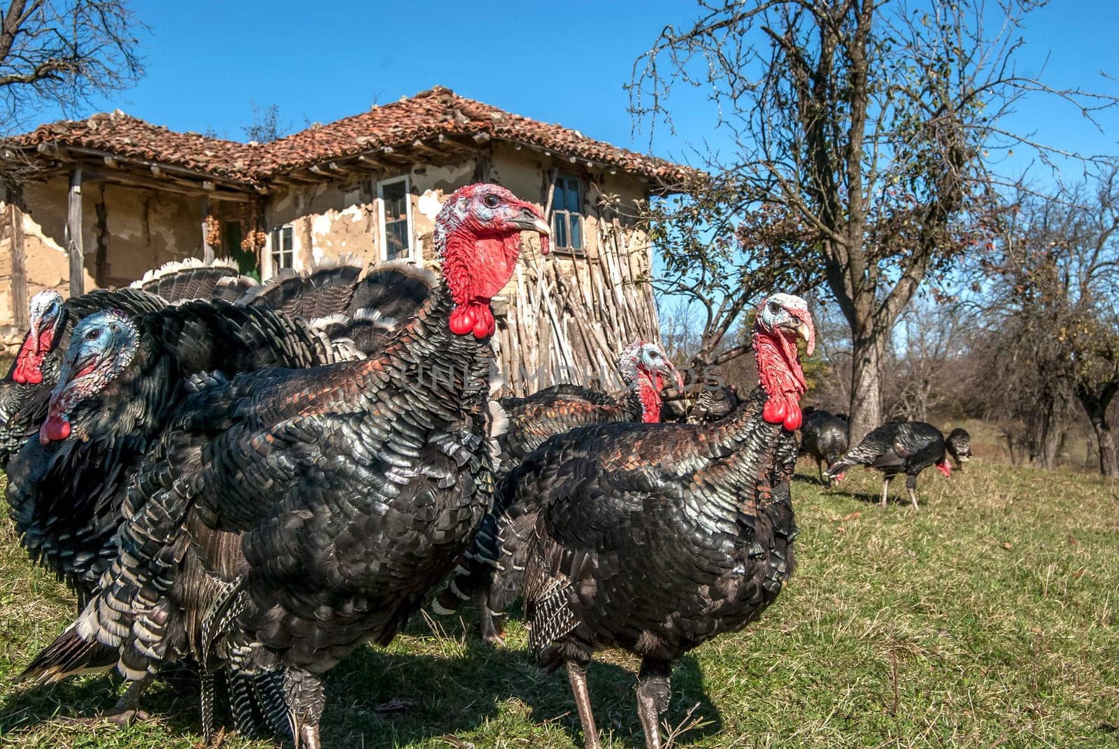 Free range domestic turkeys of meadow in mountain farmyard
