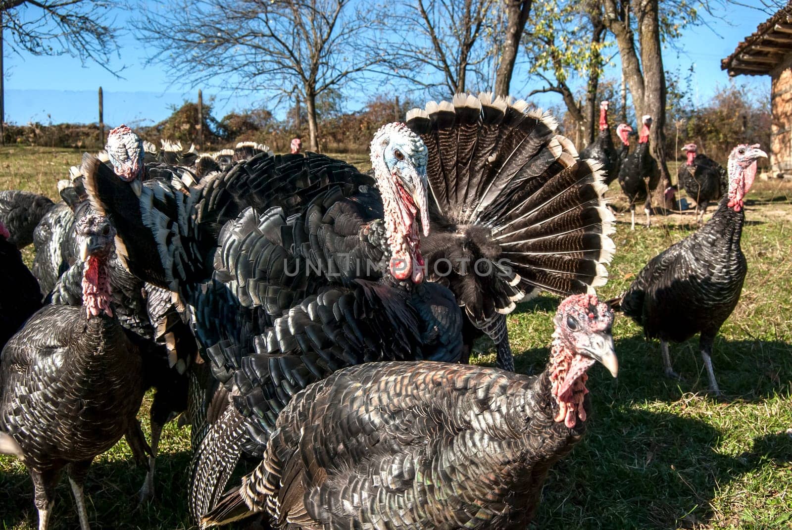 Free range domestic turkeys of meadow in mountain farmyard