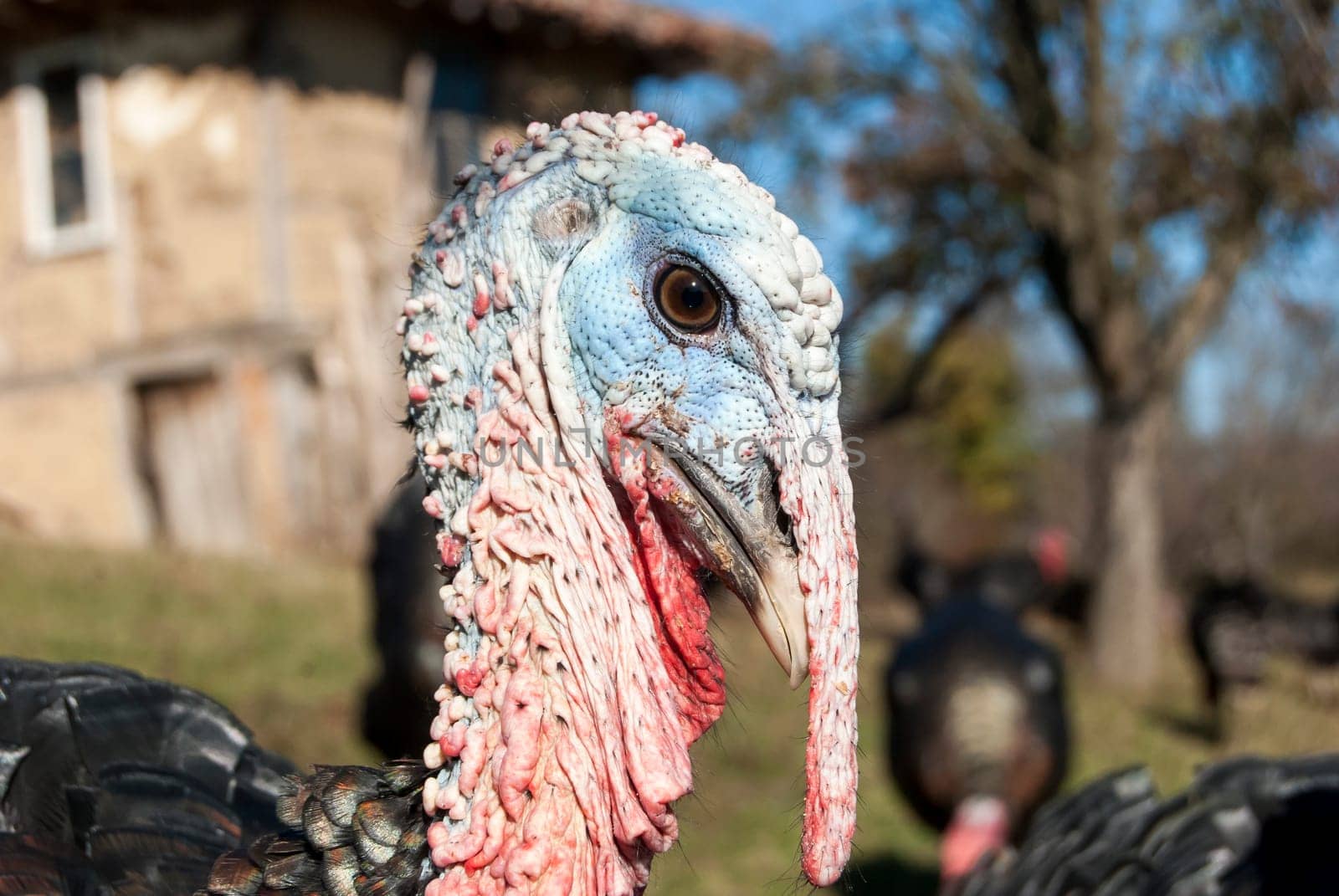 Free range domestic turkey head in mountain farmyard closeup