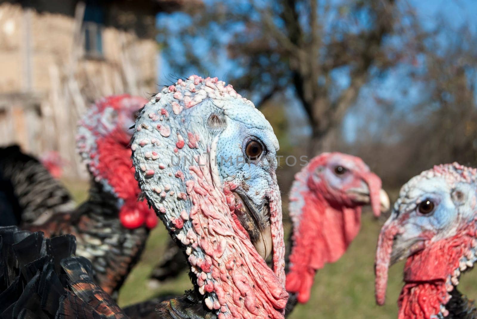 Free range domestic turkey head in mountain farmyard closeup