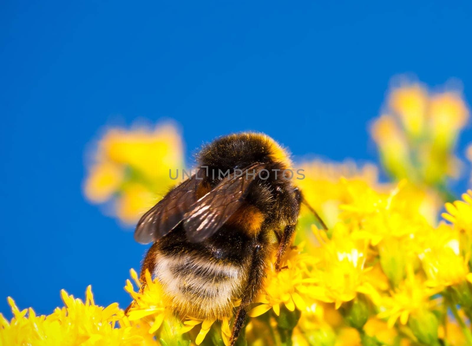 Macro photo of nice Bumblebee working on Flower