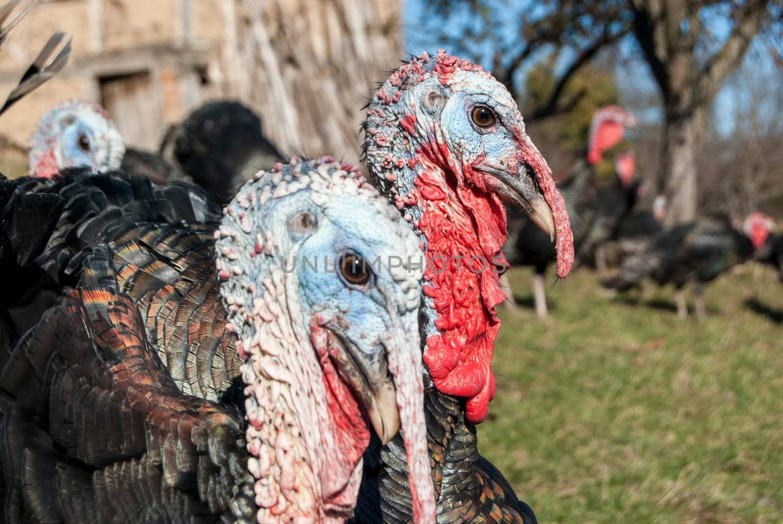Free range domestic turkey head in mountain farmyard closeup