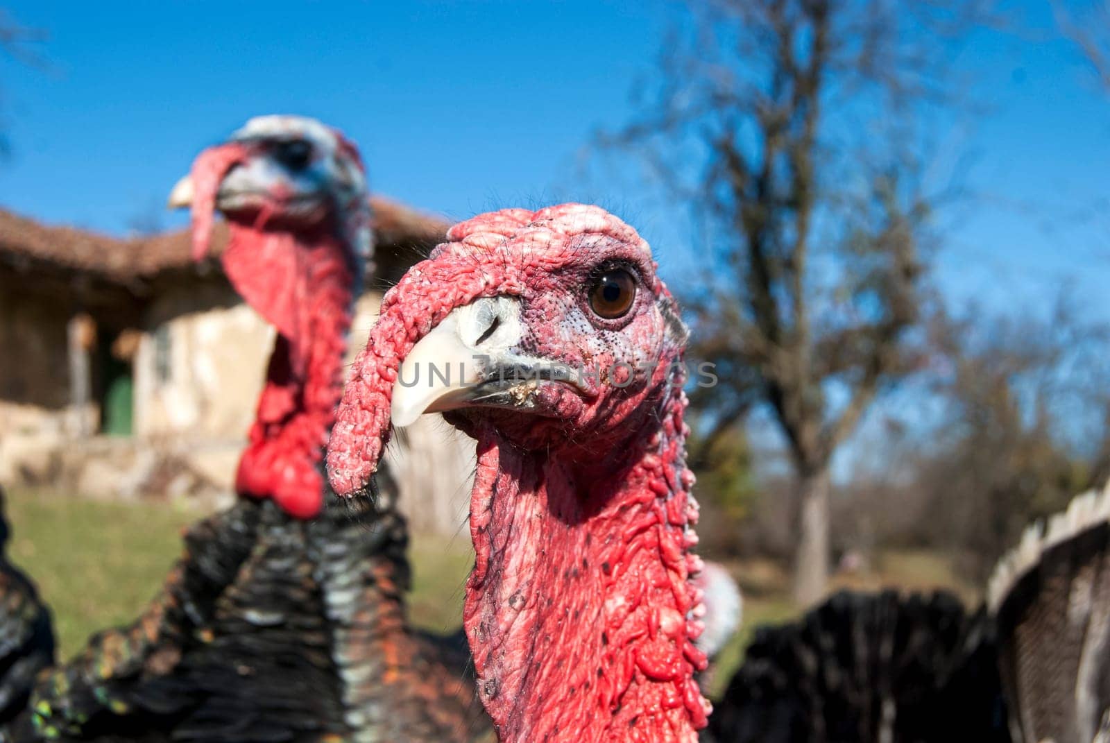 Free range domestic turkey head in mountain farmyard closeup