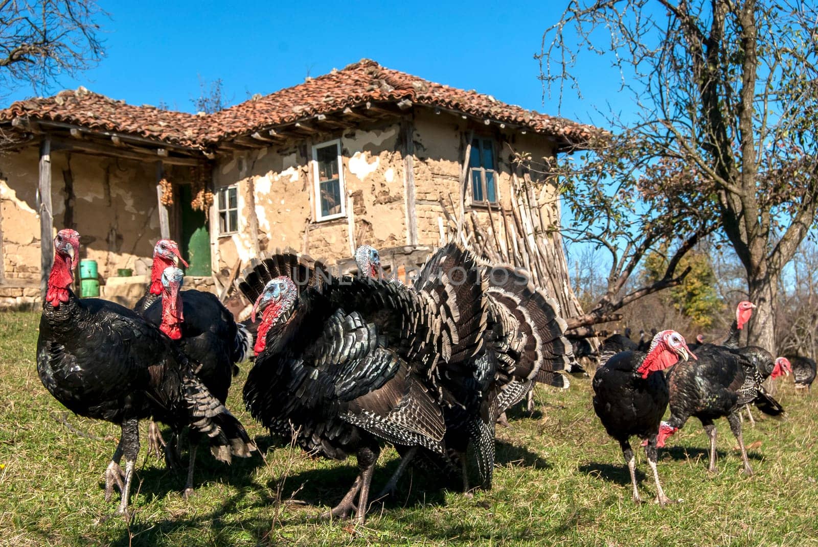 Free range domestic turkeys of meadow in mountain farmyard