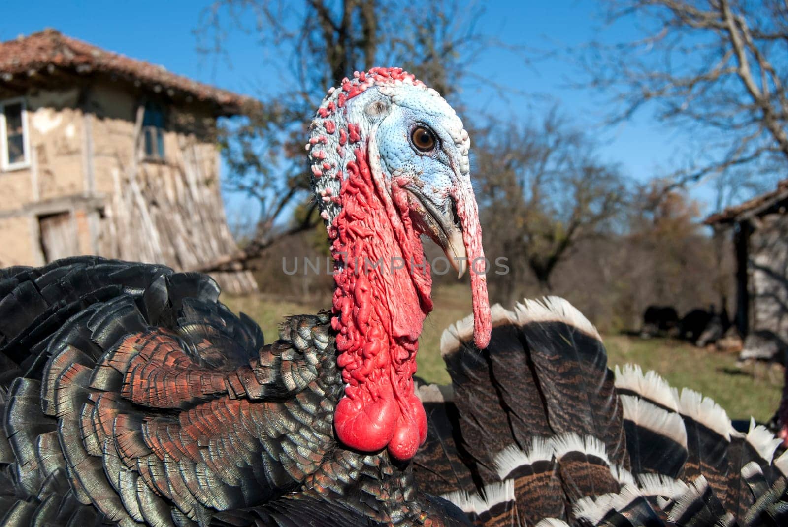 Free range domestic turkey head in mountain farmyard closeup