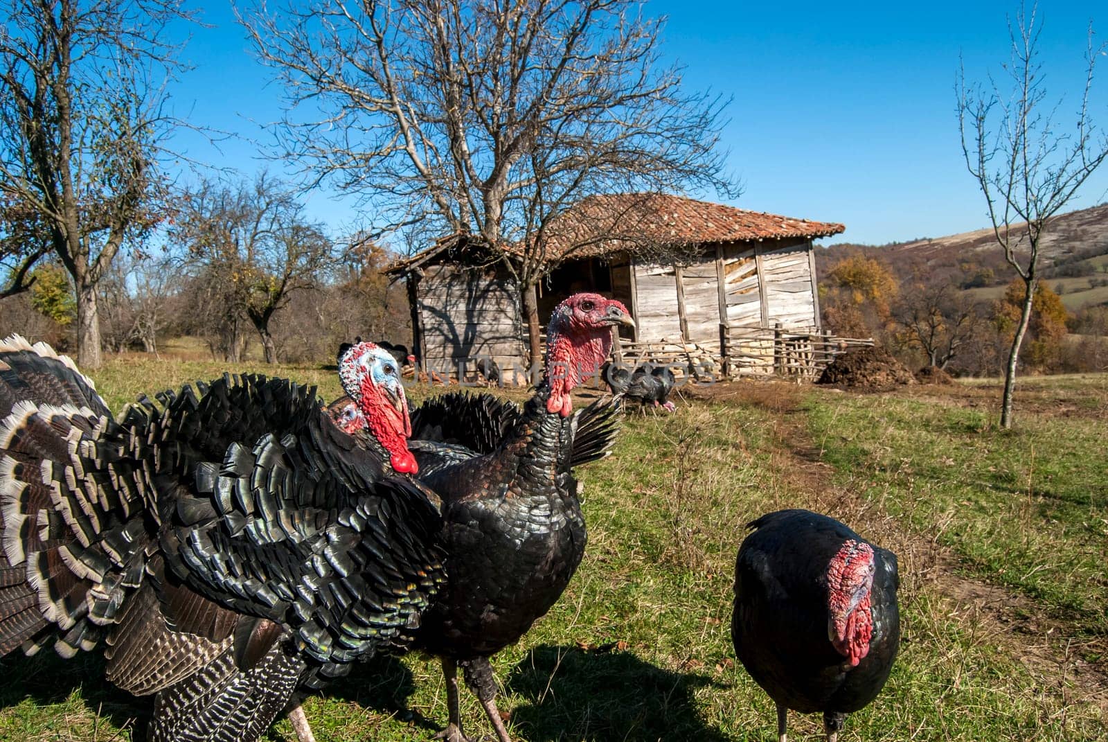 Free range domestic turkeys of meadow in mountain farmyard