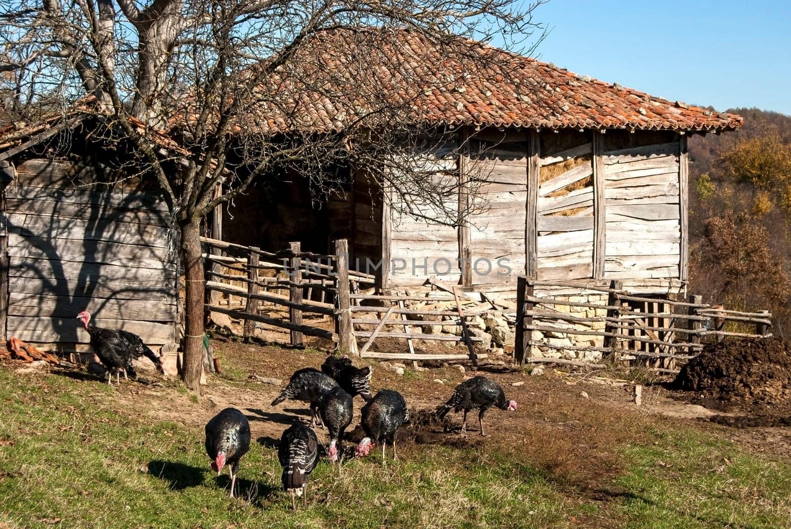 Free range domestic turkeys of meadow in mountain farmyard