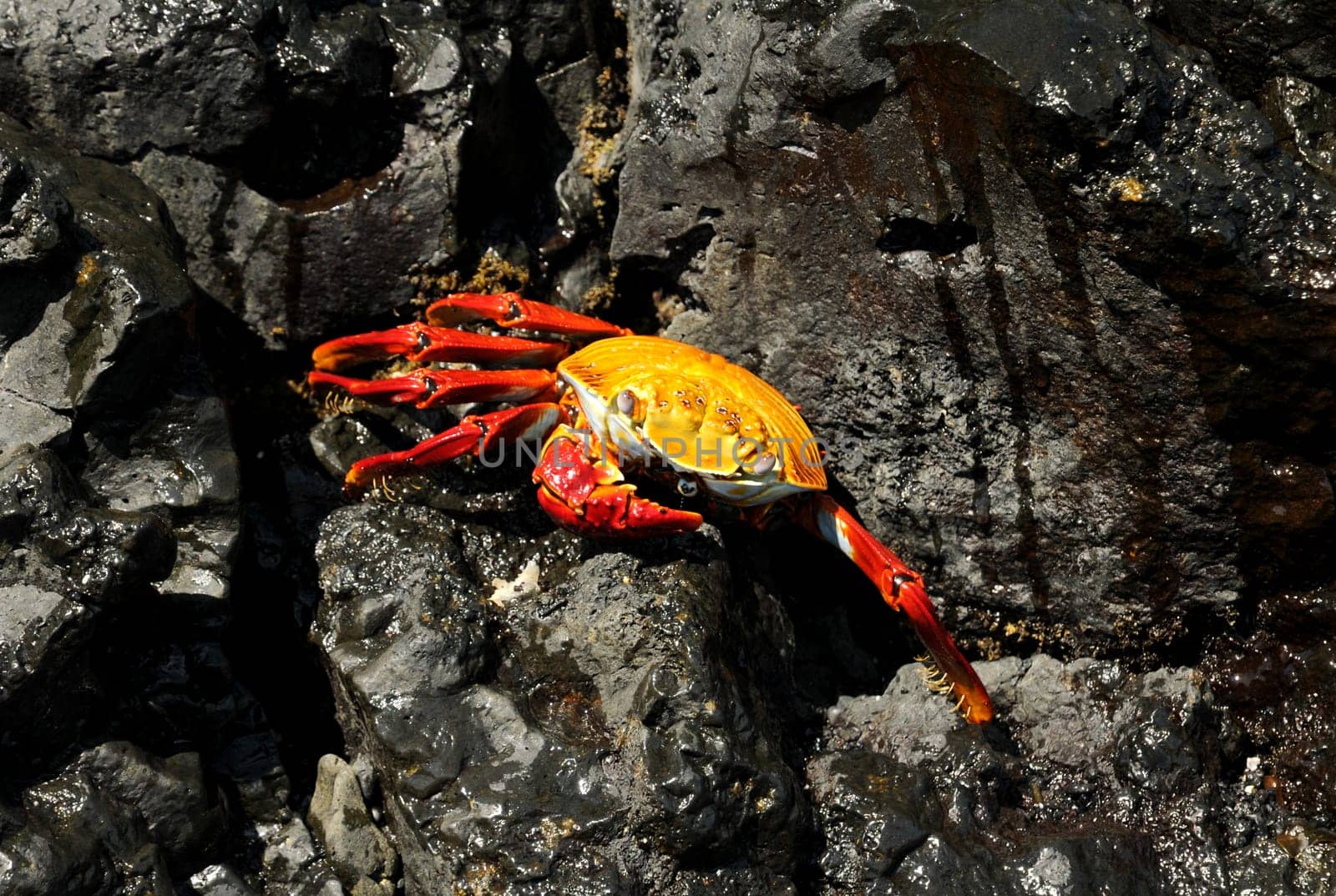 Recorded in Galapagos