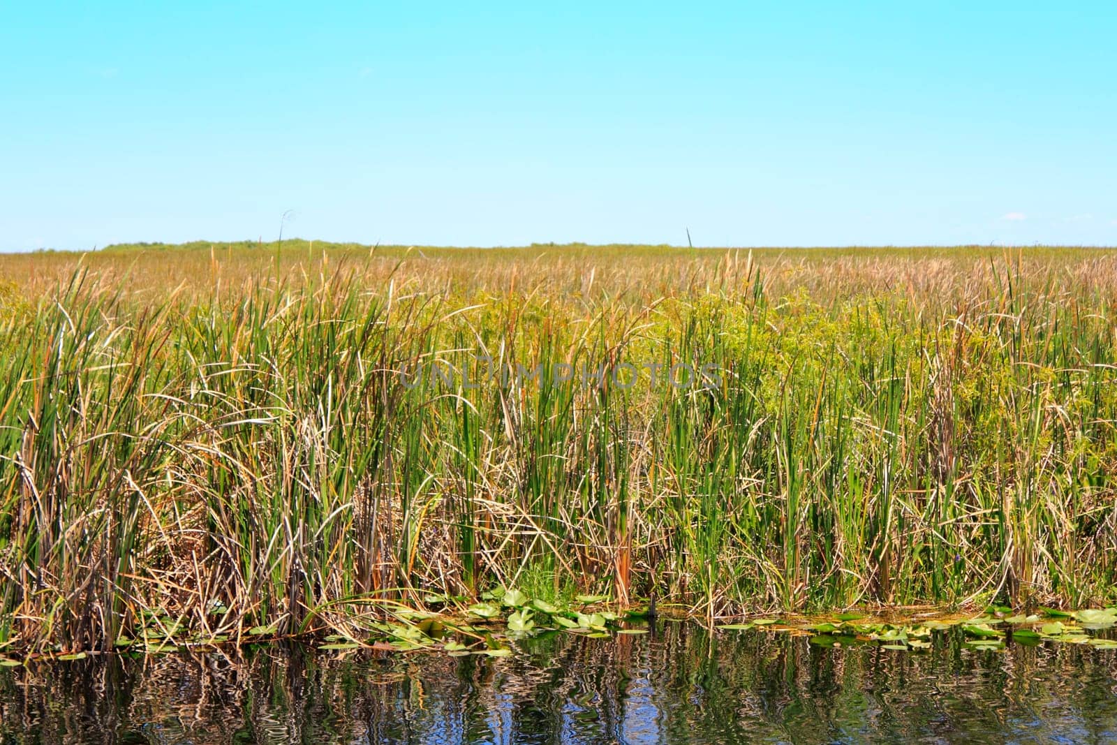 Long distance landscape view of the Everglades wildlife area in Florida, established in 1947 and its ecosystem of water, grasses and reeds on a bright blue sky sunny spring day.