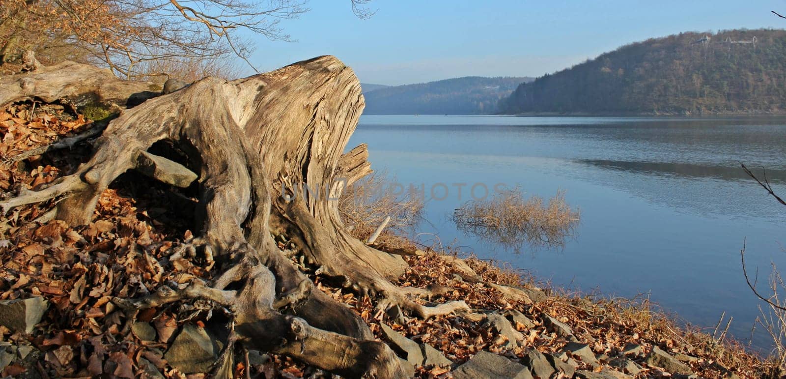 Bizarre roots on the shores of Lake Eder