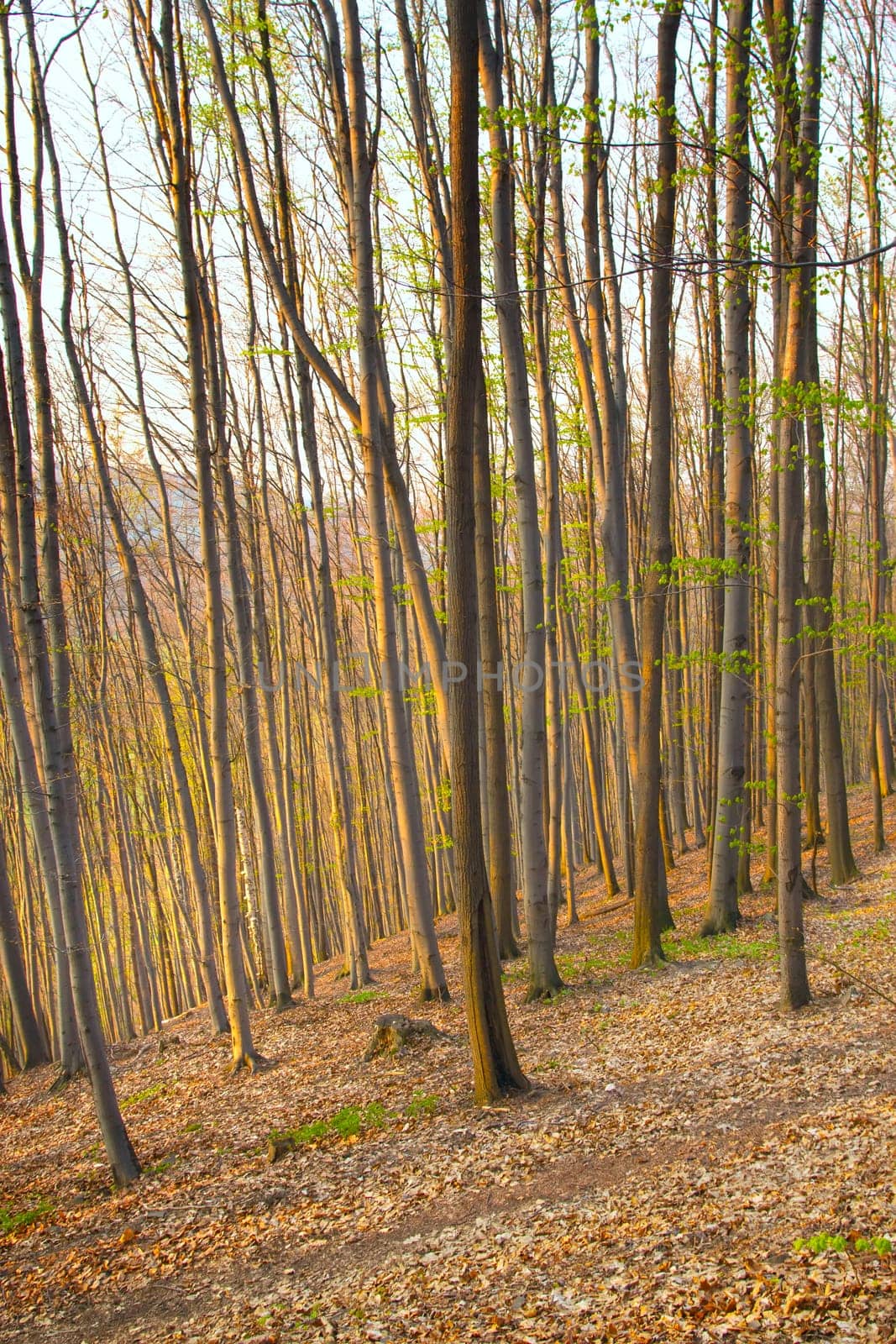 Beech forest in the spring and in the sunset light