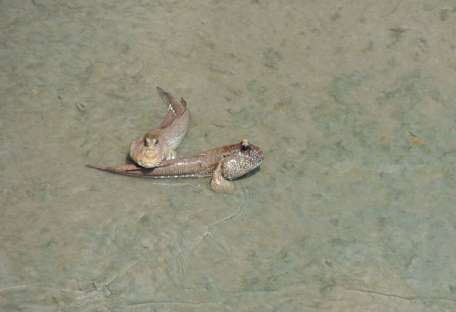 Mudskipper