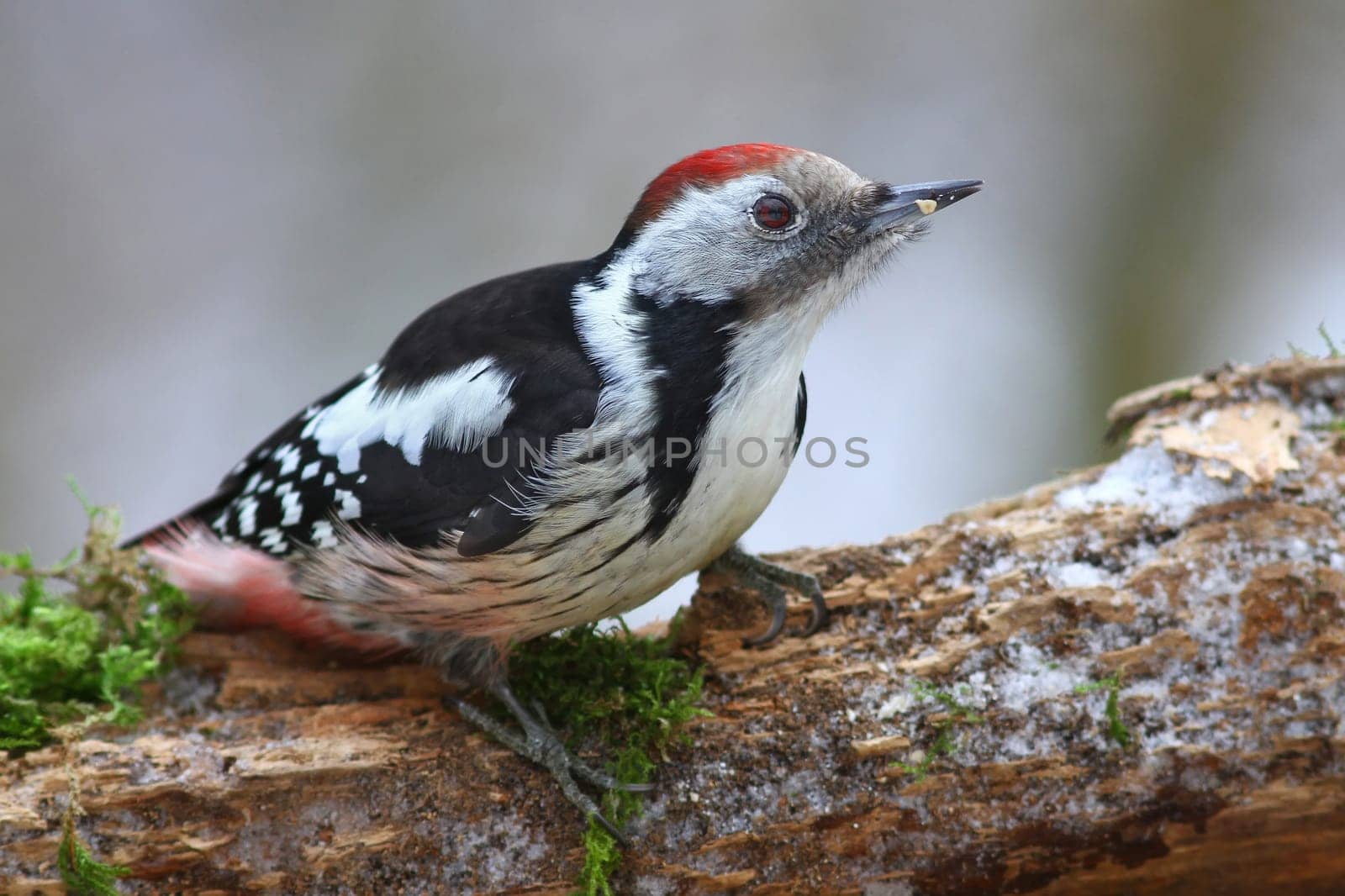 The middle-spotted woodpecker Dendrocopos medius - Wildlife