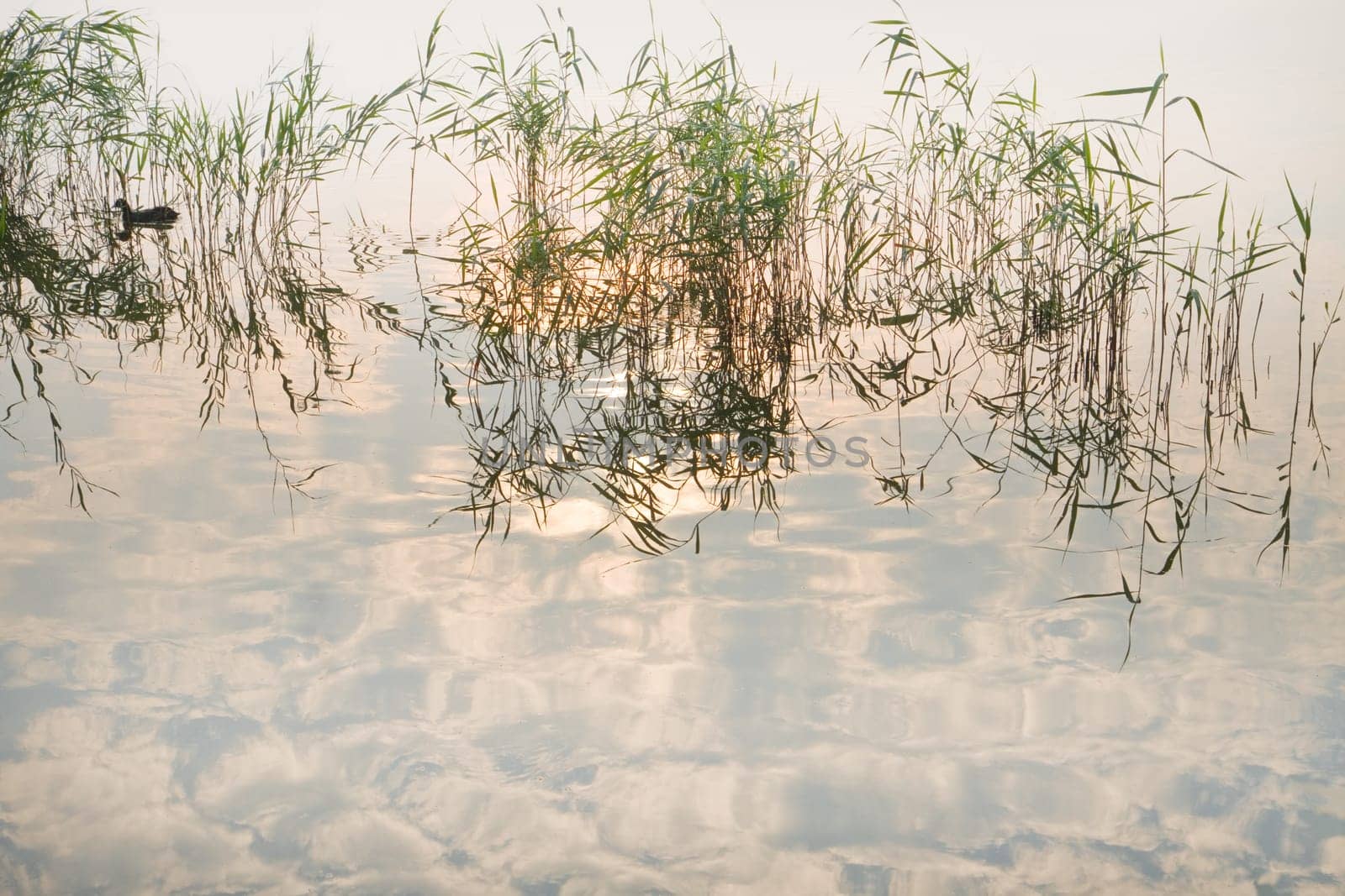Reflections, birds, reed and a misty sunrise at the lake - horizontal