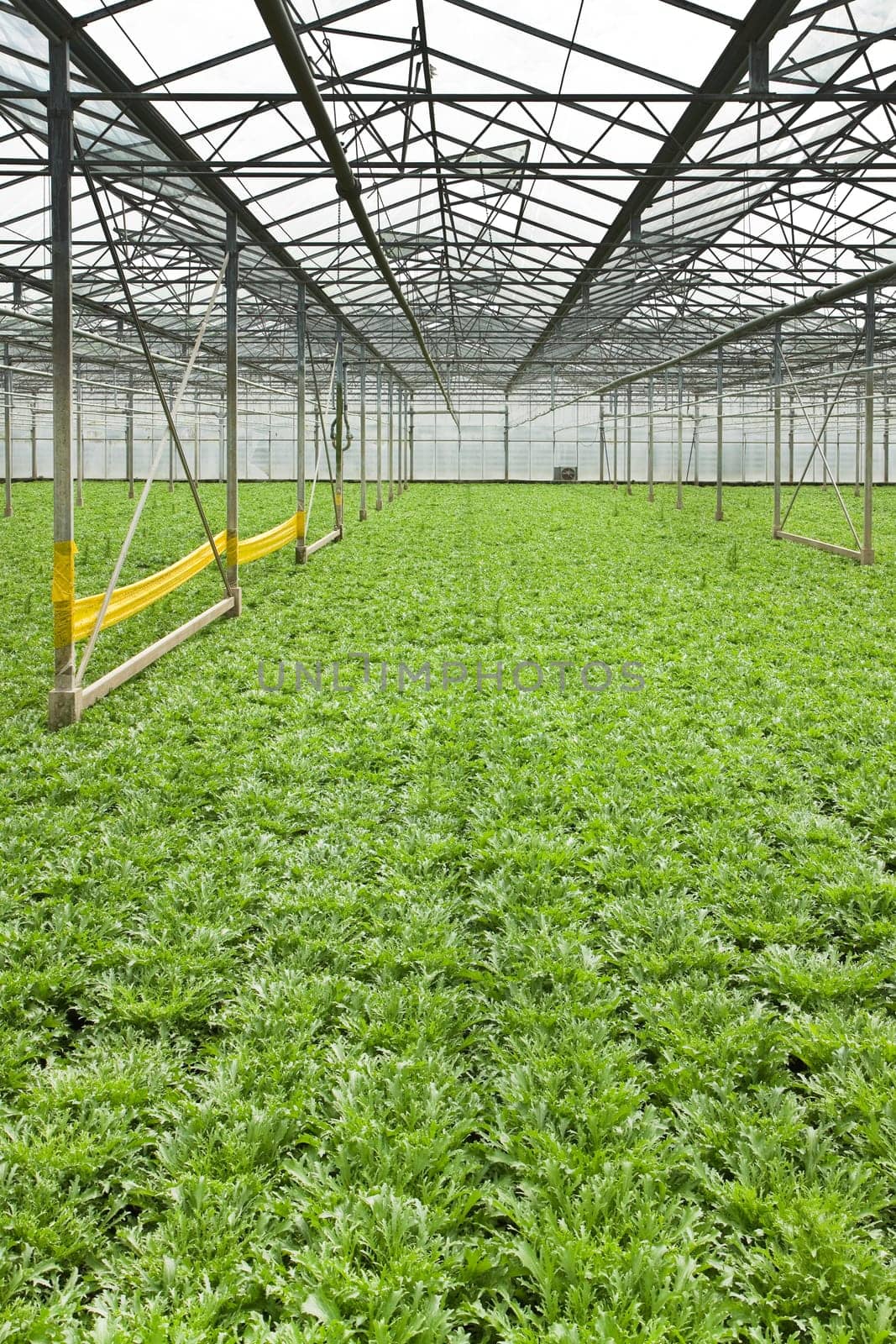 Monoculture of Andive plants growing in glasshouse in summer - vertical