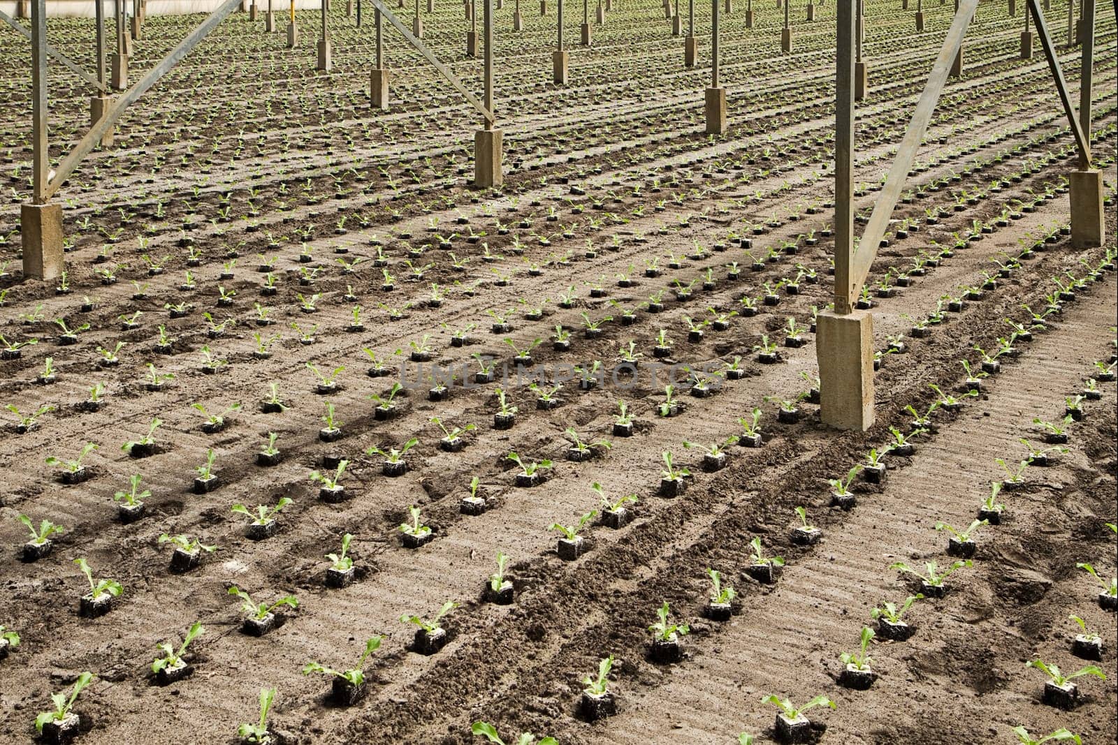 Working on new planting of young Andive plants in glasshouse in summer - horizontal