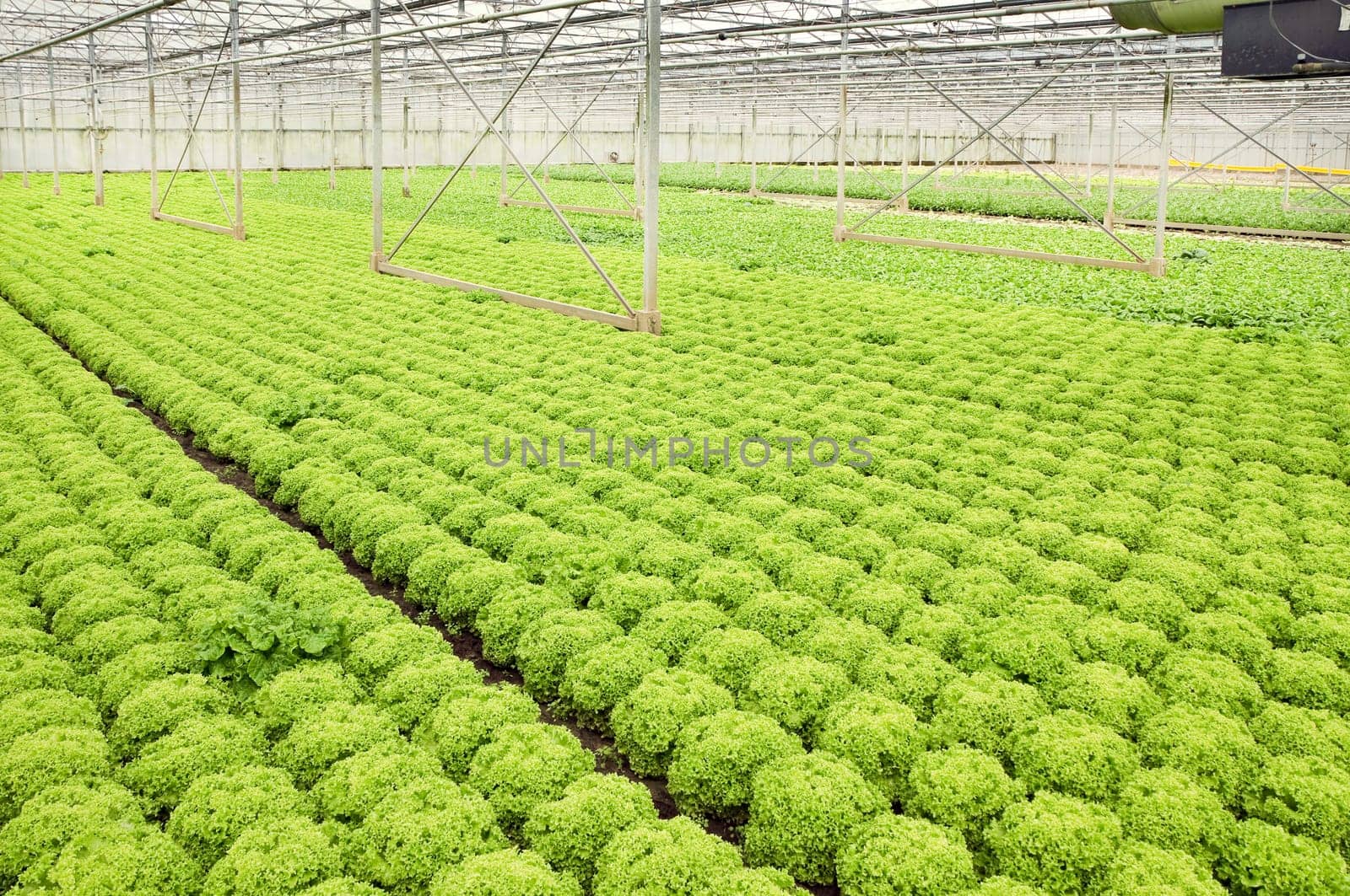 Greenhouse with growing Salad and Andive plants - horizontal