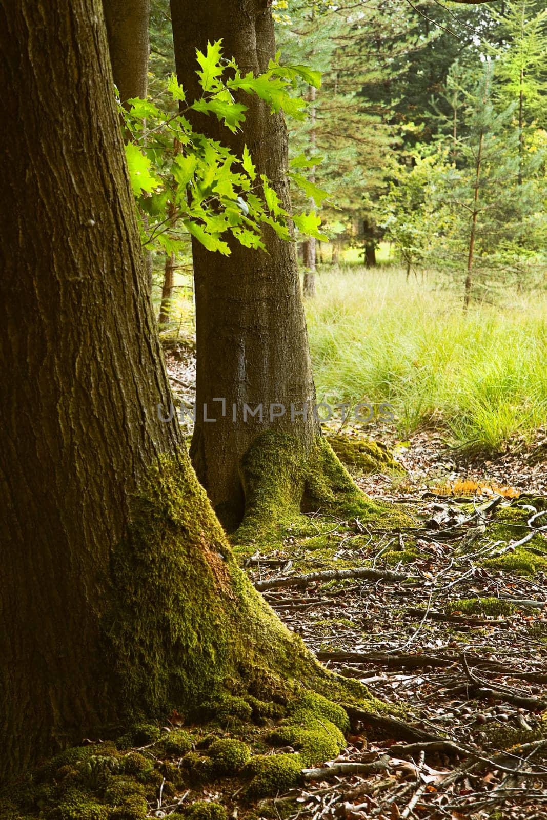 Oak trunks with mosses in the forest in summer