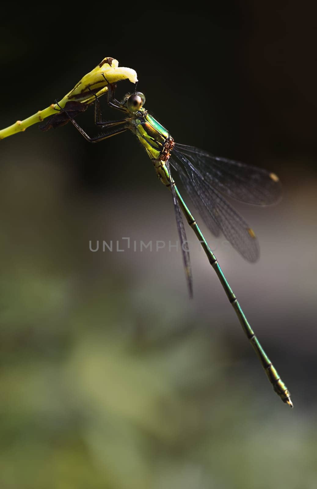 Beautiful Emerald damselfly or Lestes virides in summer with dark background