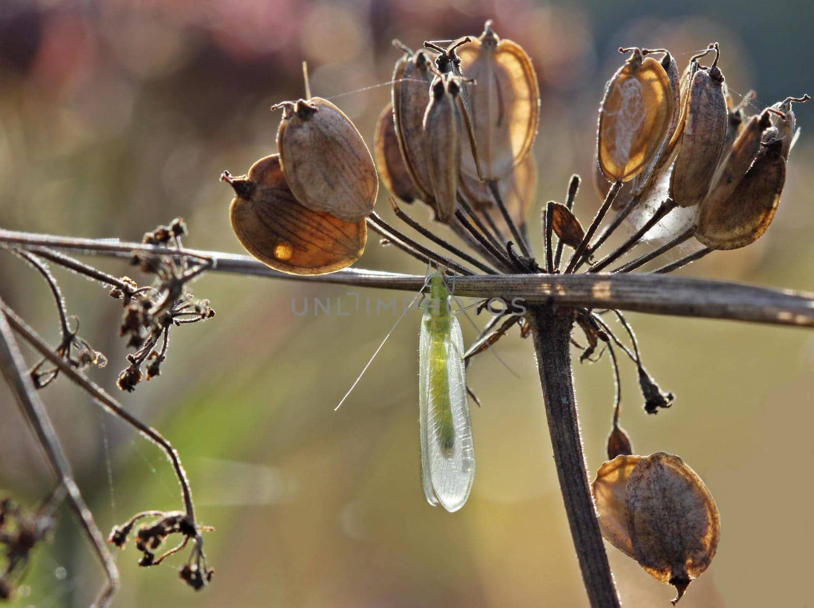 Lacewing in late summer