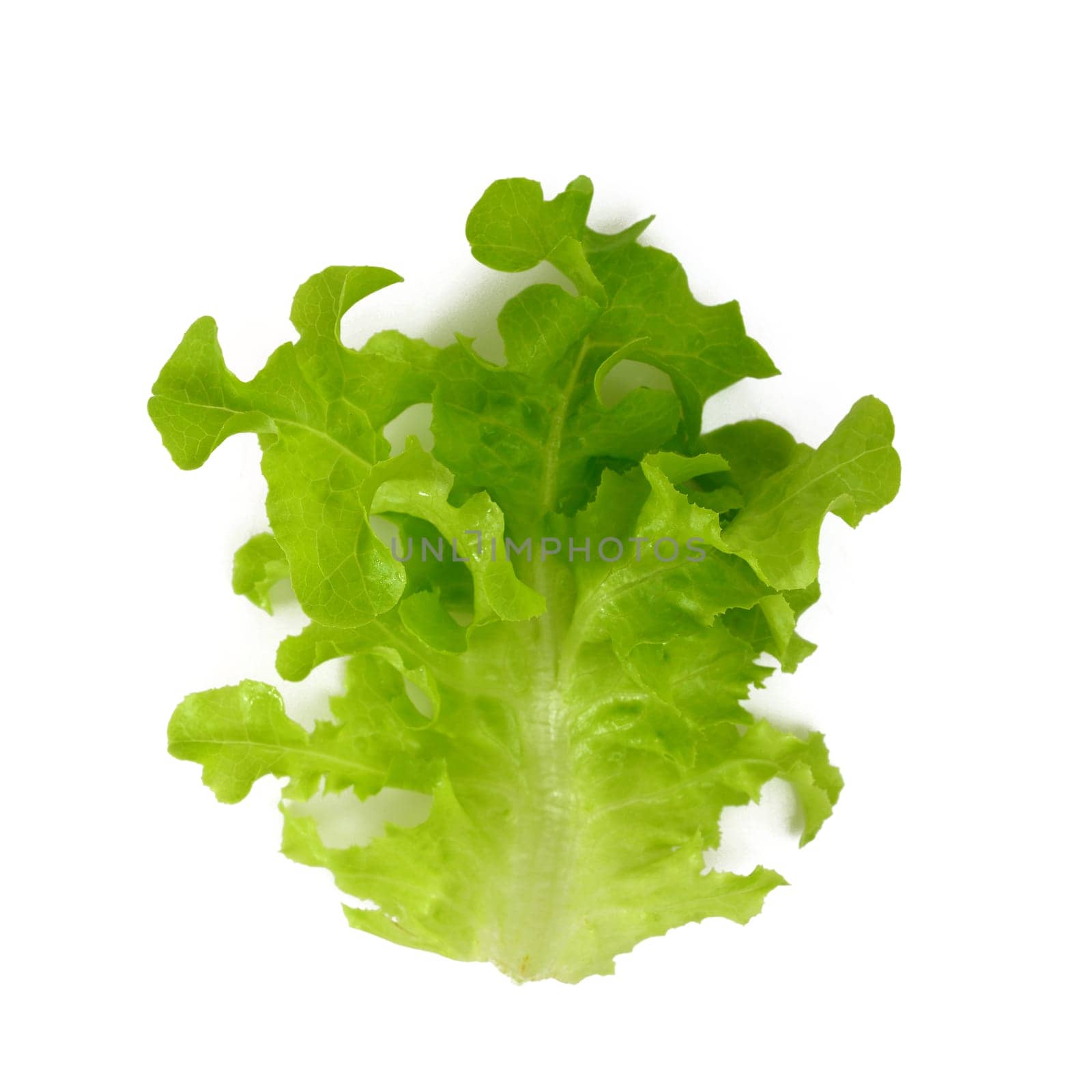 Butter Lettuce