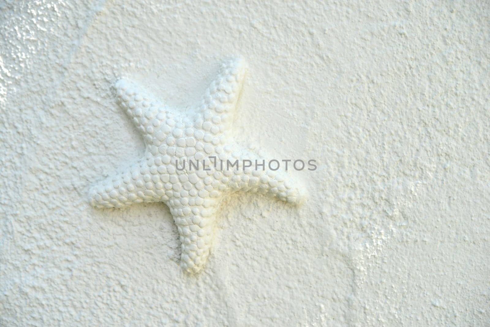 white starfish on the white wall