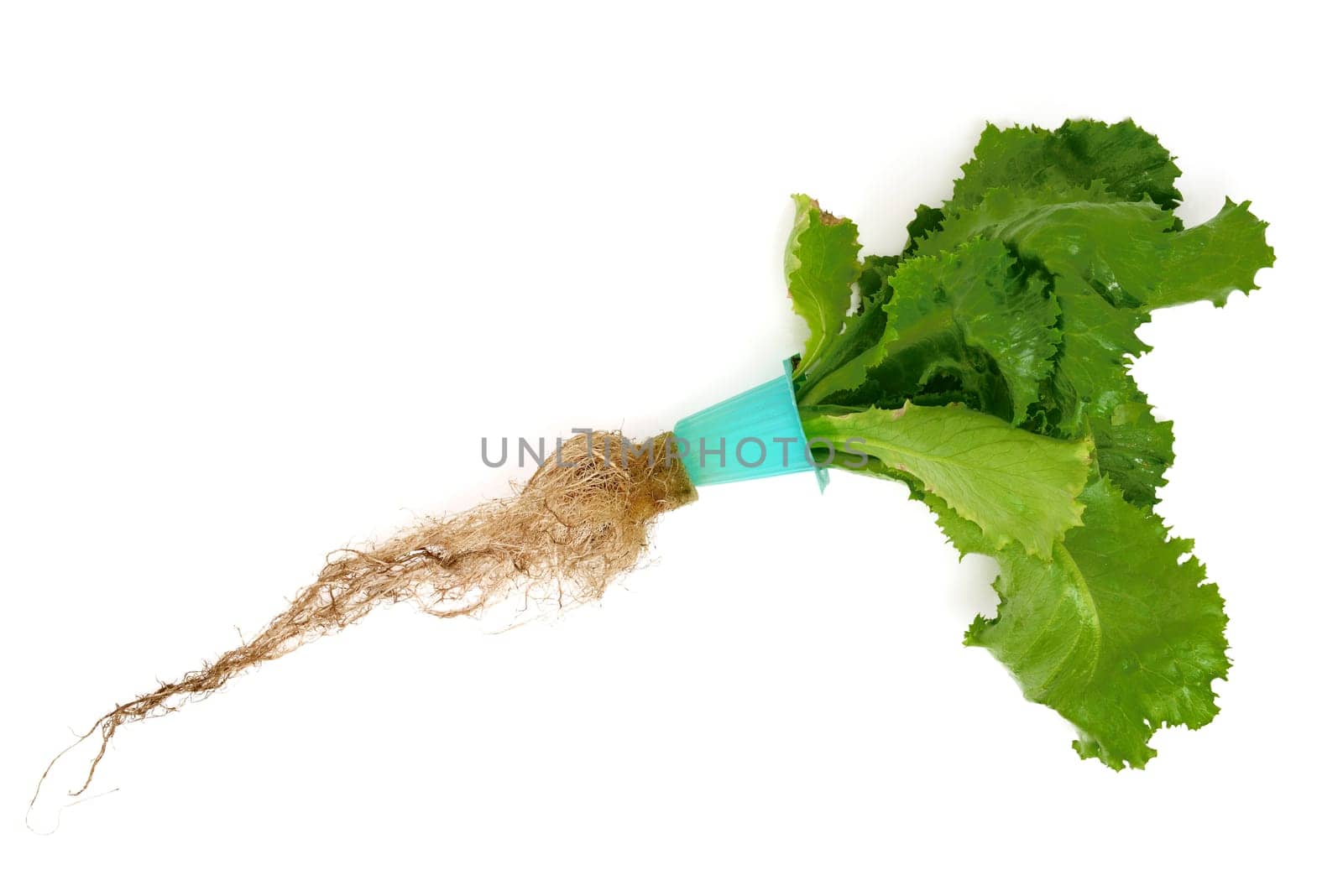 Hydroponic Lettuce