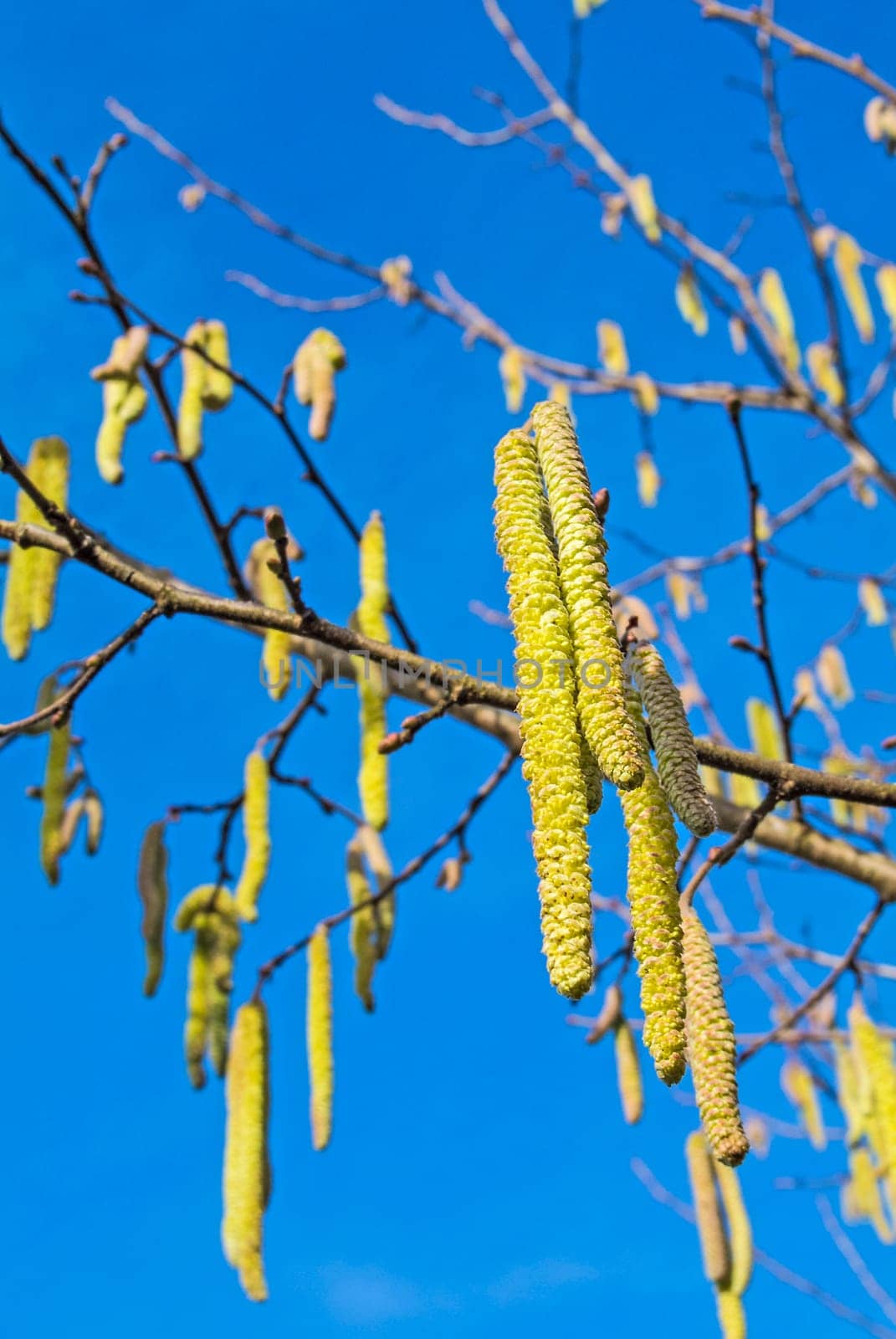 Hazelnut flowering