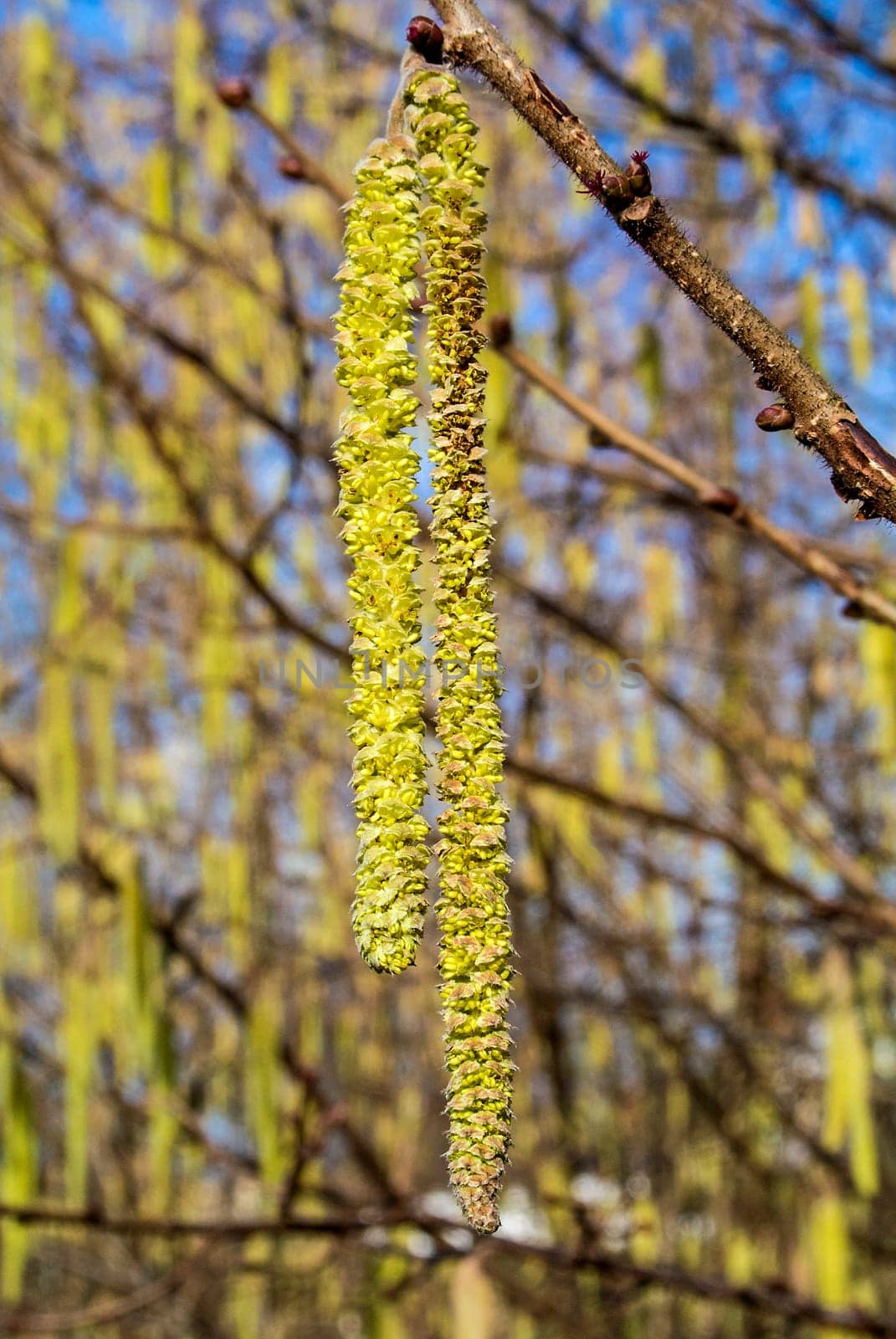 Hazelnut flowering
