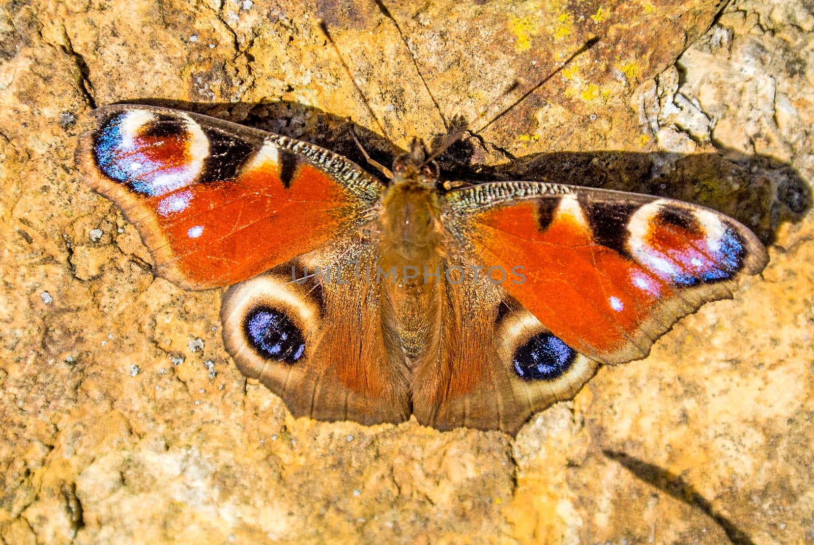 Peacock