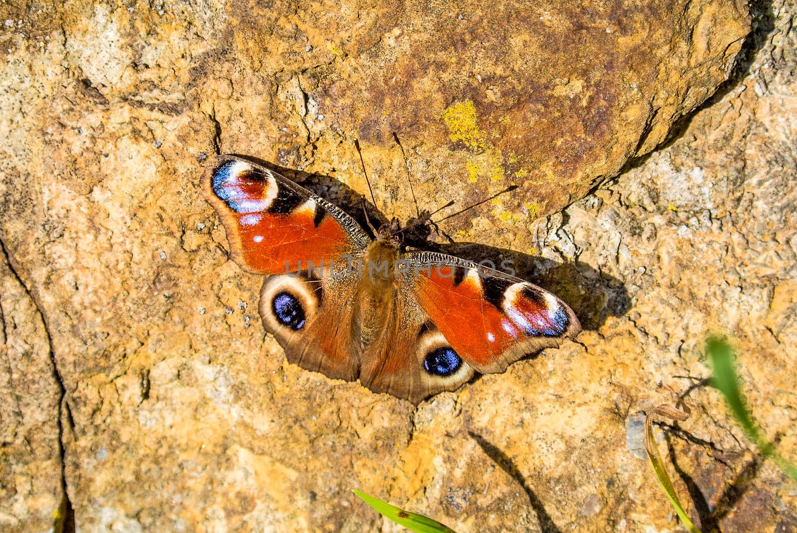 Peacock