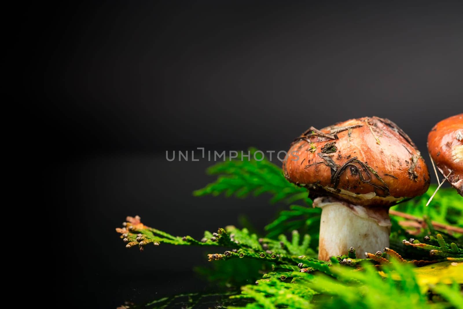 forest mushrooms with leaves, branches and fir trees isolated on black background