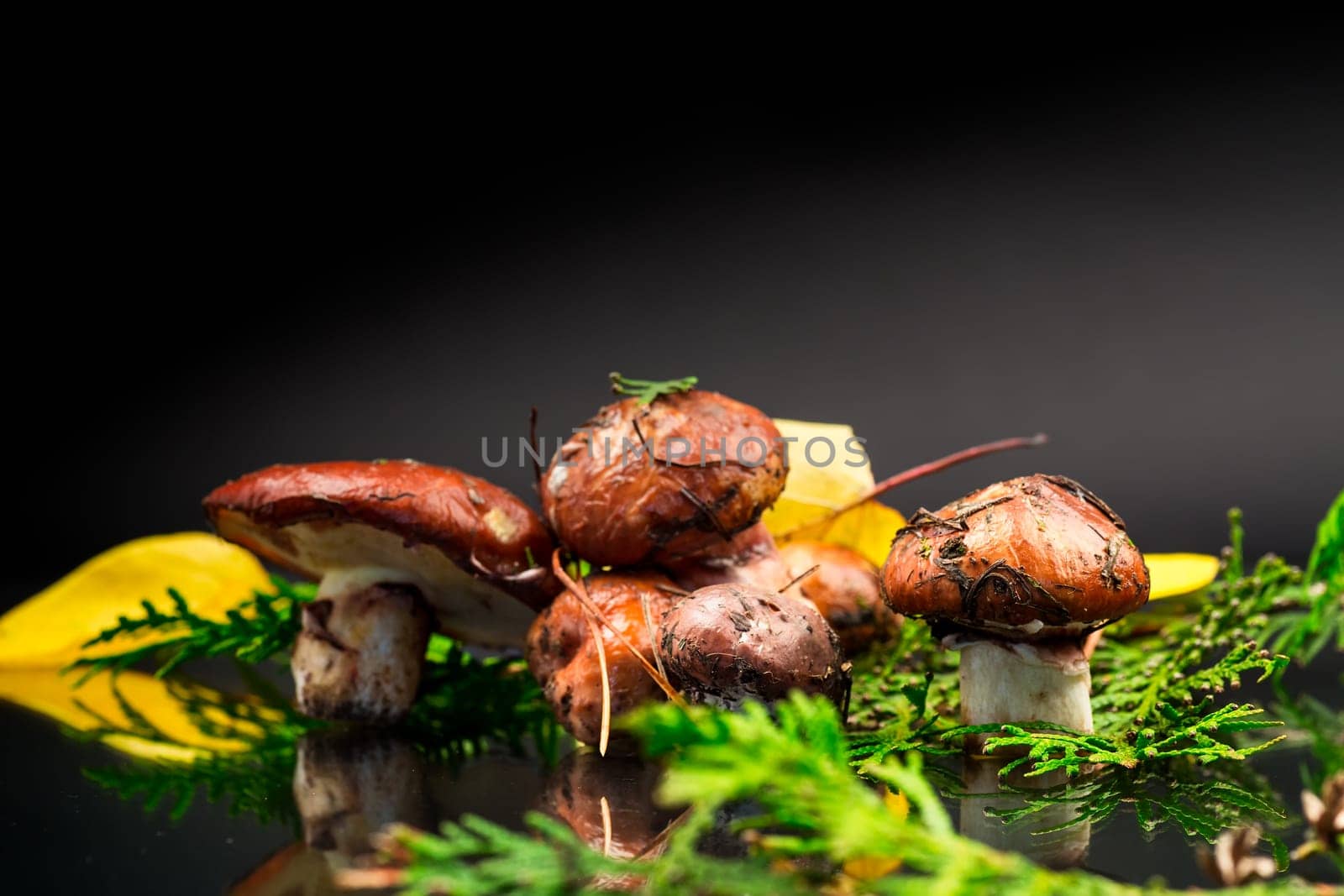 forest mushrooms with leaves, branches and fir trees isolated on black background