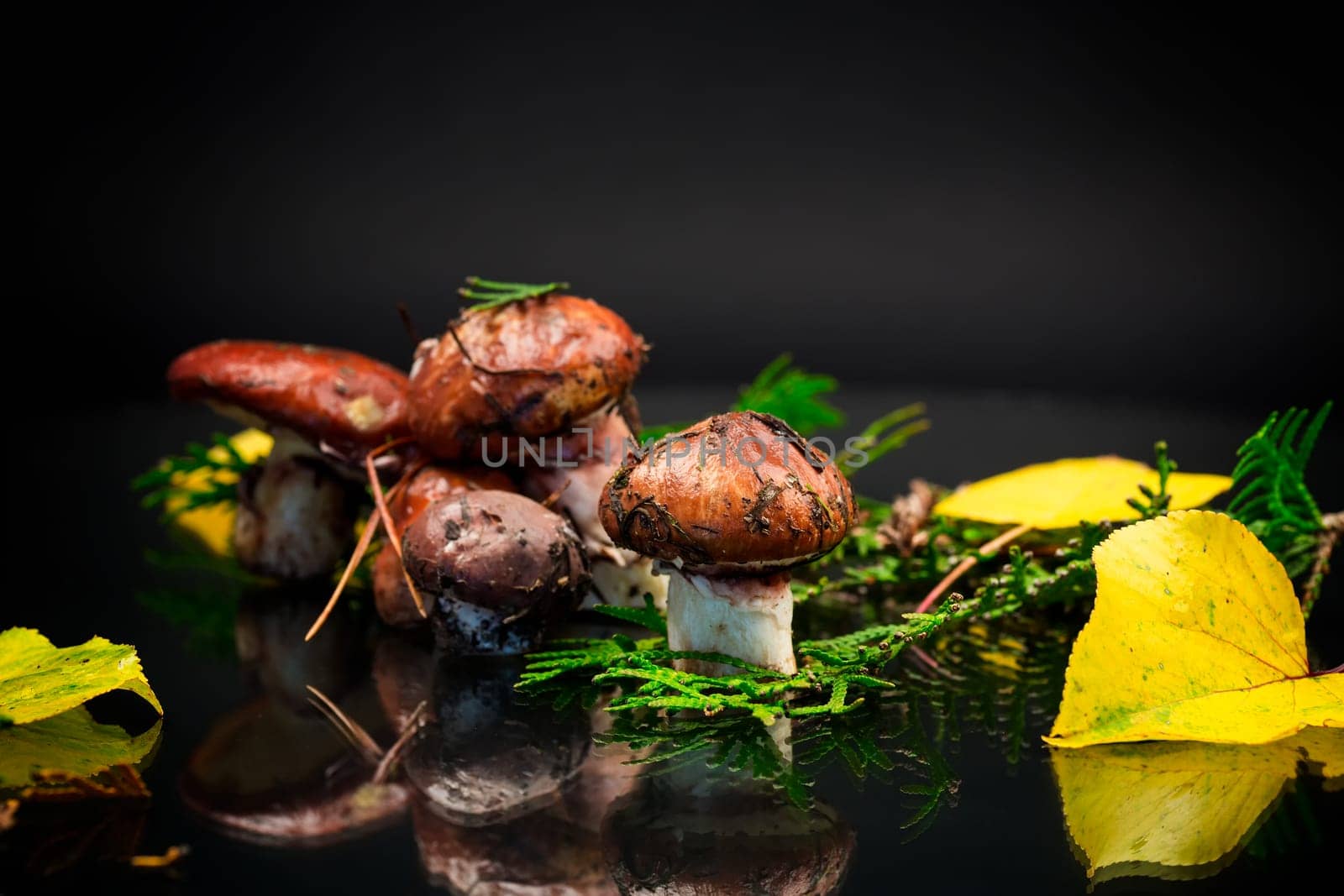 forest mushrooms with leaves, branches and fir trees isolated on black background