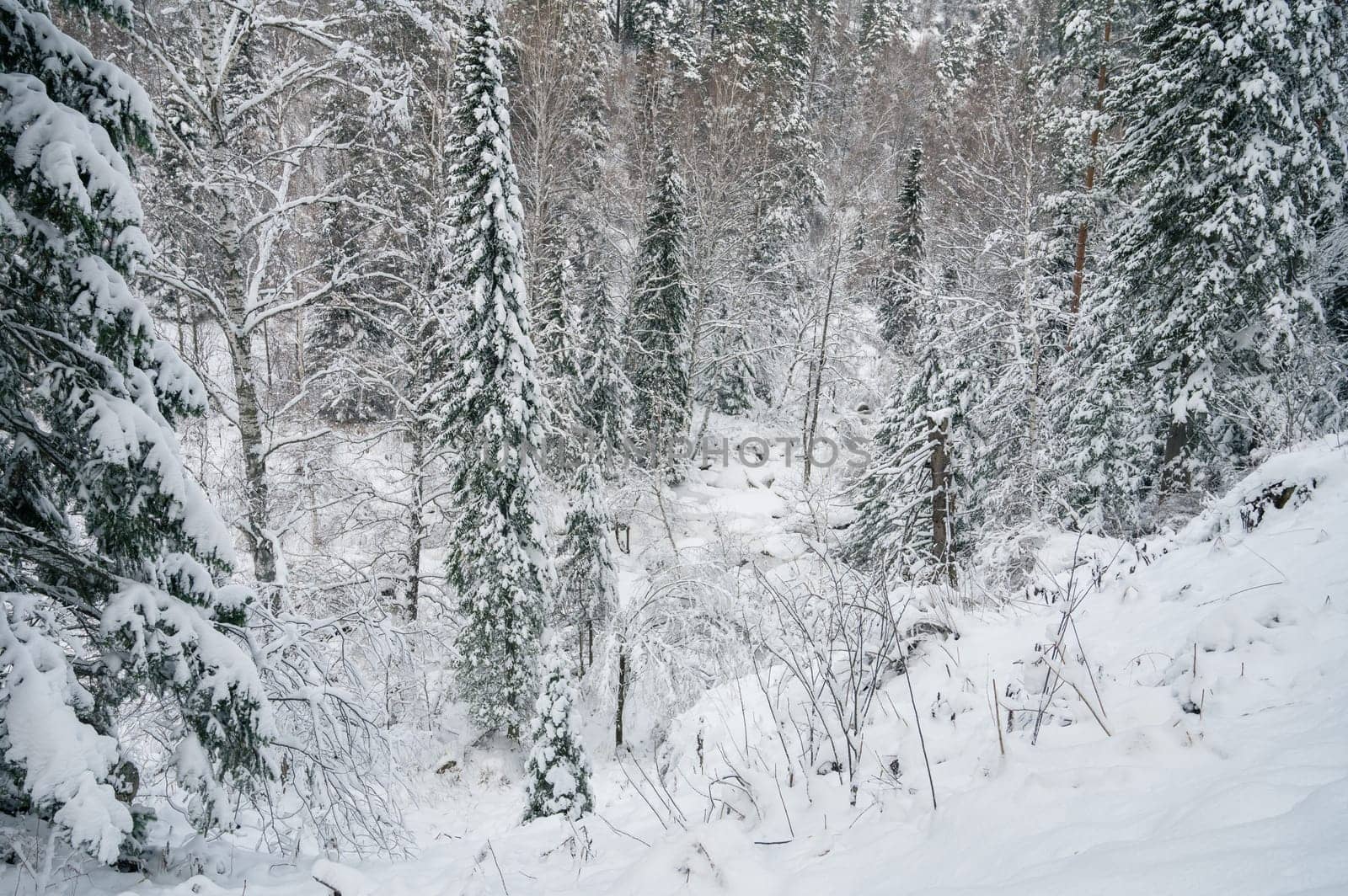 Winter landscape with fair trees under the snow.